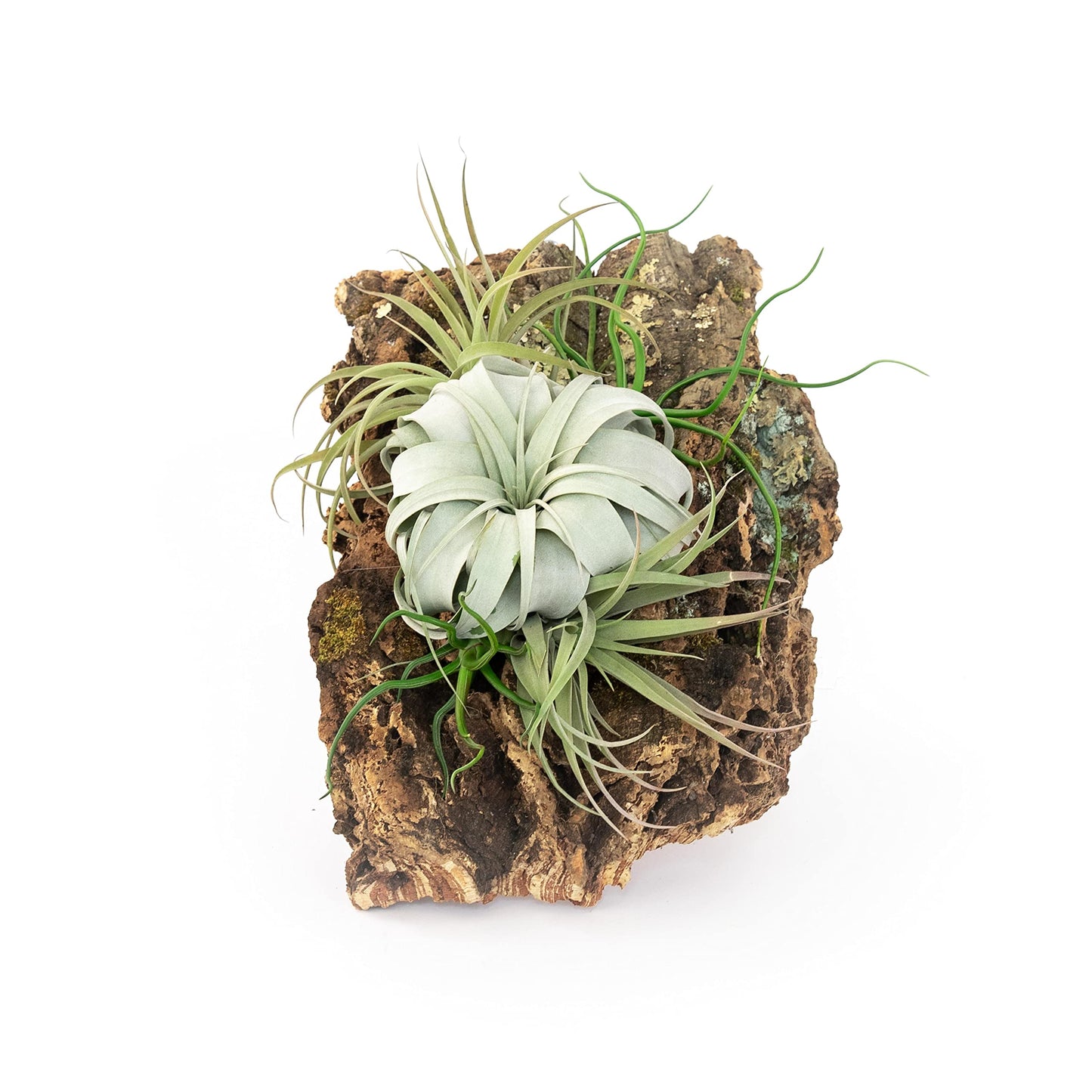 Large Natural Cork Bark DIY Kit with Five Assorted Air Plants, Glue and Hook - Live Tillandsia Succulent House Plant - Wholesale and Bulk - Easy Care Indoor and Outdoor Plants