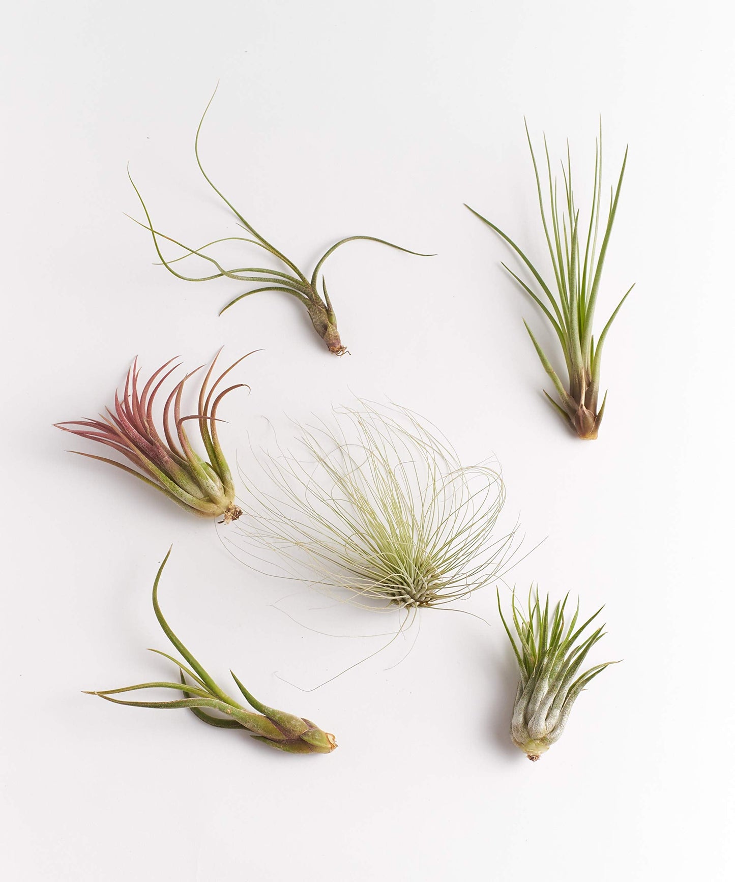 Shop Succulents Bromeliad Collection Hand Selected Variety of Tillandsia Ionantha, Purifying Live Indoor Air Plants