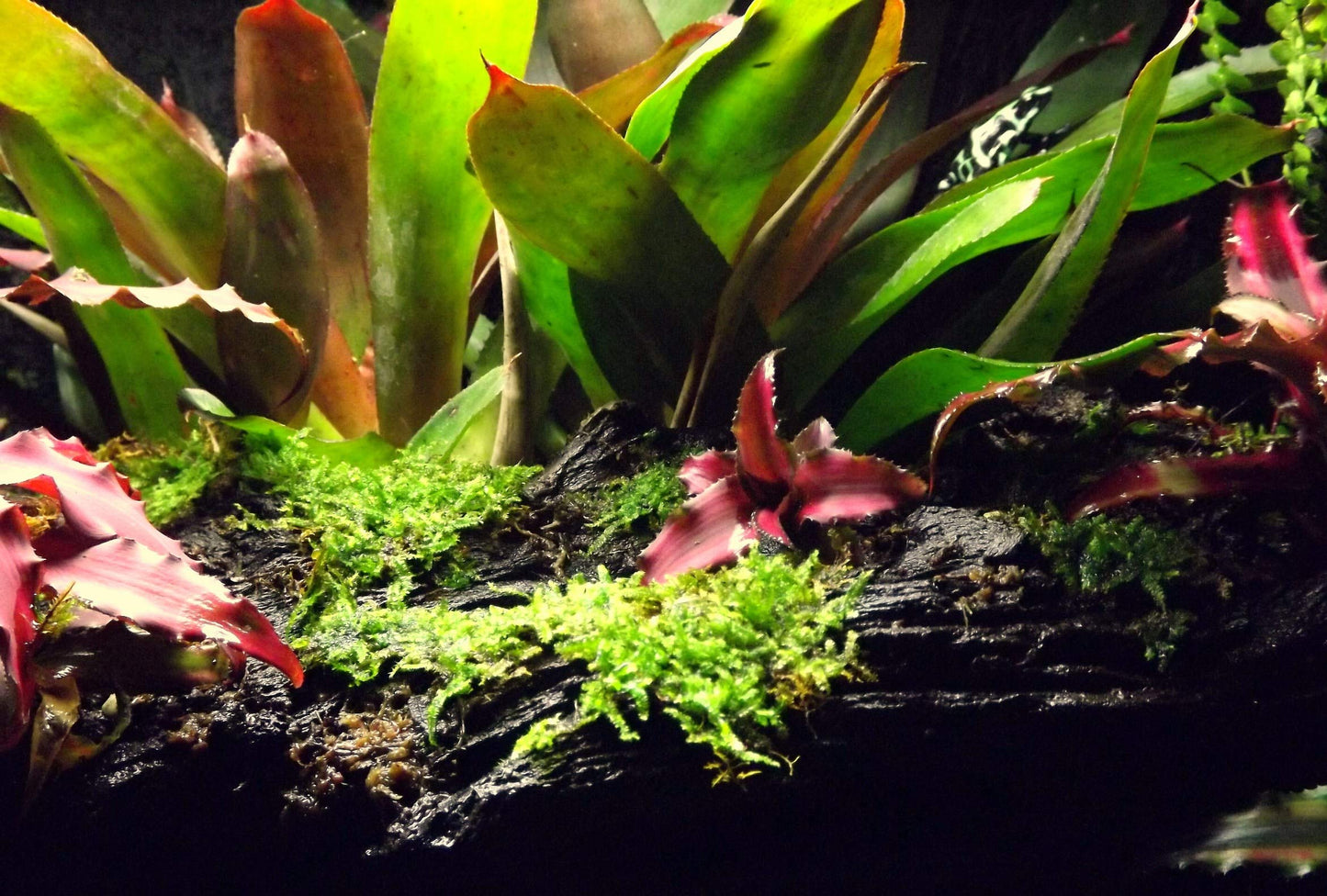 Josh's Frogs Bromeliad Bundle (5 Plants)
