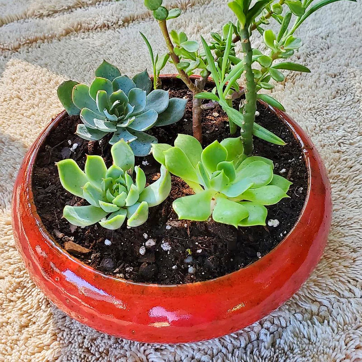 ARTKETTY Succulent Pots - 7.3 Inch Large Succulent Planters with Drainage Ceramic Bonsai Pots with Bamboo Tray, Shallow Planters for Indoor Cactus Plants Decorative Flower Plant Container