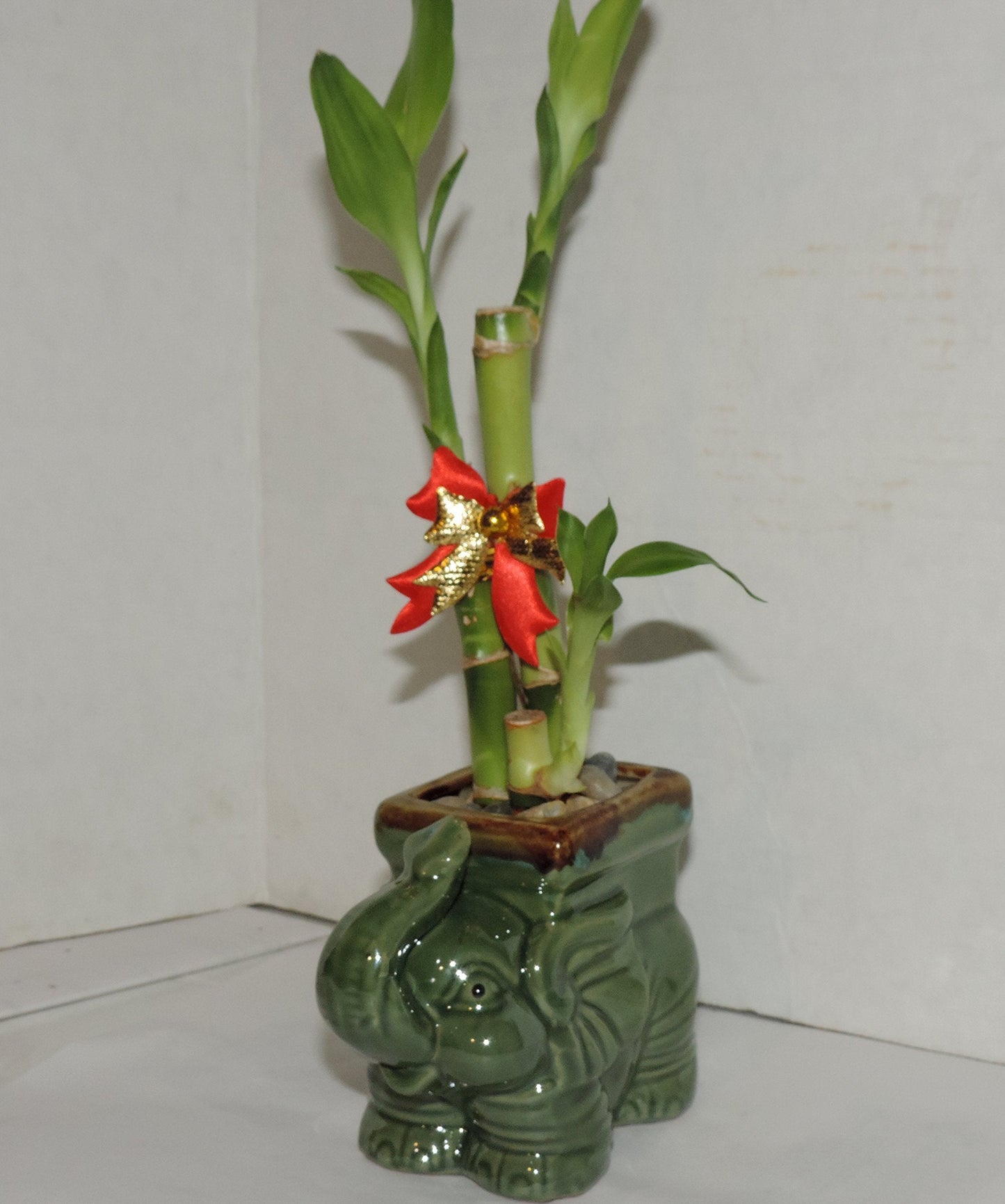 JMBAMBOO- Live 3 Style Lucky Bamboo Plant Arrangement with Ceramic elephant Vase