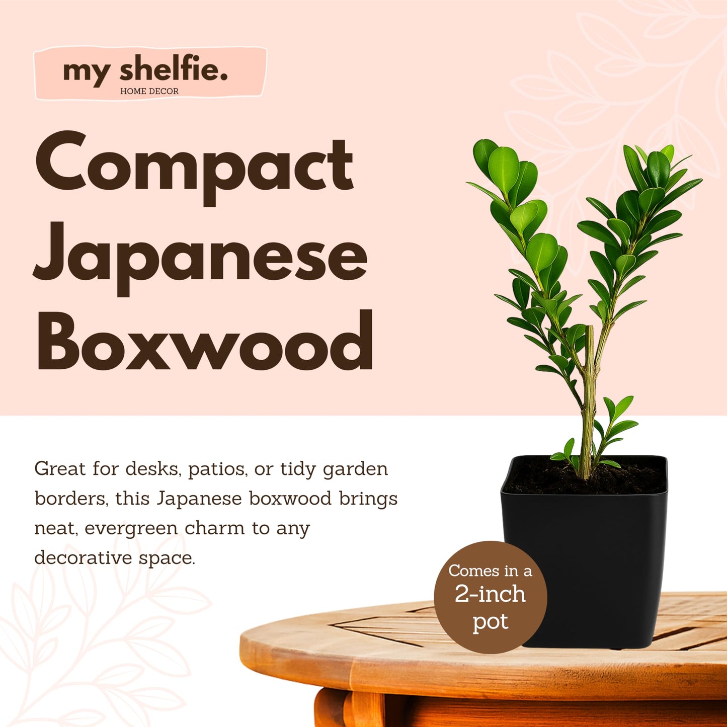MyShelfie - Bonsai Starter Tree Plant Gift, Japanese Boxwood Topiary Evergreen Shrub Hedge, 2 in Pot