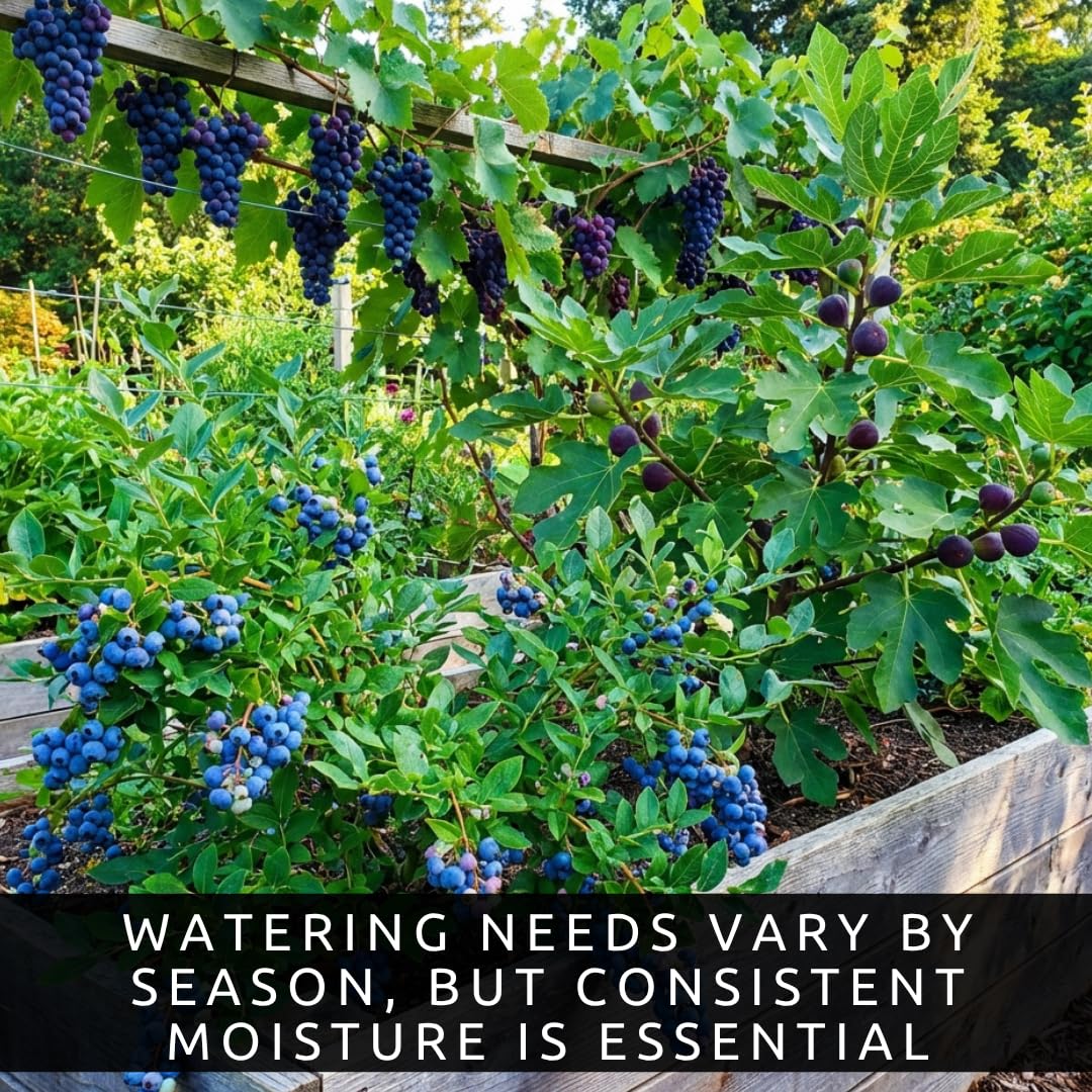 Blue Fruits Bundle - One Live Plant of Each - Bluecrop Blueberry, Mission Fig, Concord Grape - Ship Bare Root (3 Live Fruit Bush Plants) - Easy Grow Edible Fruit Trees and Vines Starter Kit