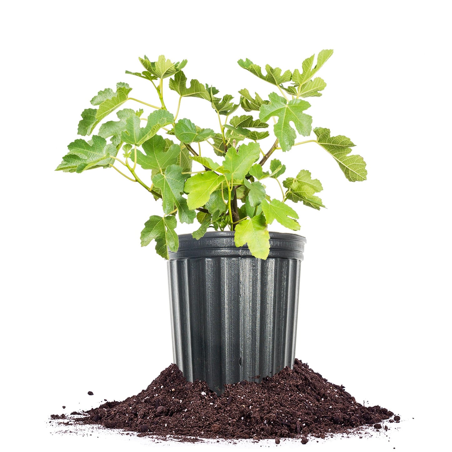 Perfect Plants Kadota Fig 1 Gallon | Fig Tree | Fruiting Tree | Spring Fruit