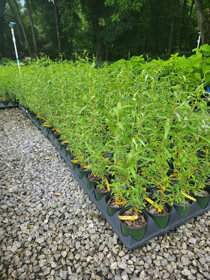 Golden Curls Corkscrew Weeping Willow - Live Plant - Quart Pot