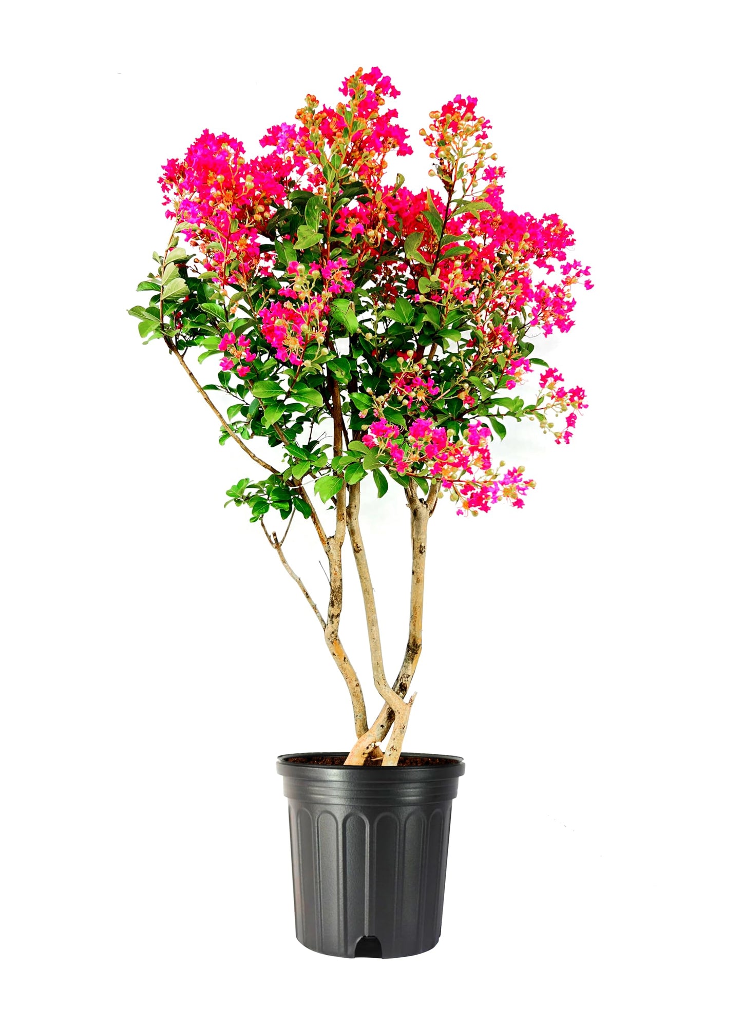 Crape Myrtle Tonto | 1 Extra Large Trade 3 Gallon Plant | Lagerstroemia 'Tonto' | Hardy Fuchsia Blooms | Compact Growth