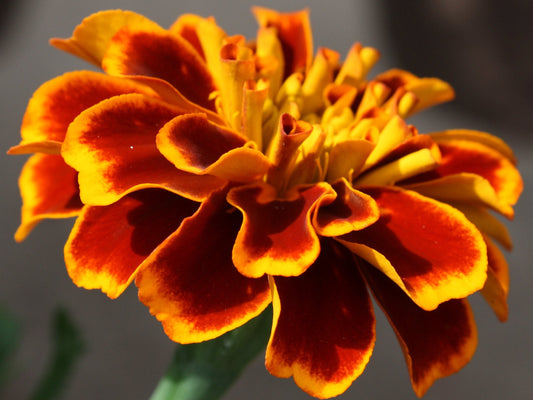(2) Live Spectacular Flowering Plant, Durango Outback Mixed Marigold..Great for repelling Insects, Starter Plants