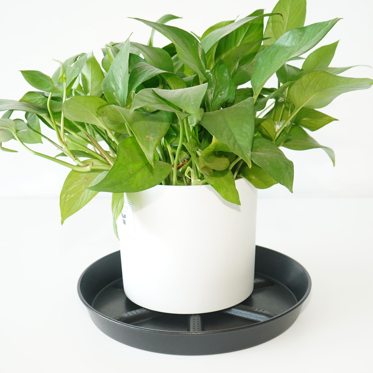 NIMYAU Plant Saucer 10 Inch 4 Pack Thick, Raised Center for Optimal Drainage Plant Saucers, Durable Plastic Drip Tray for Indoor & Outdoor Plants