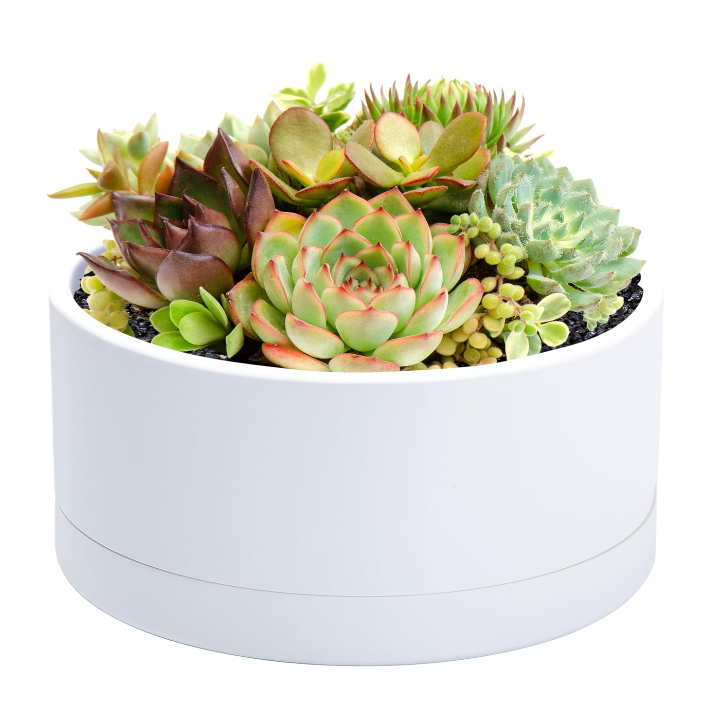 D'vine Dev 8 Inch Plastic Shallow Planter, Large Round Succulent Plant Pot with Drainage Hole and Sauce, Decorative Bonsai Pot for Indoor Plants, White, 76-Z-A-1