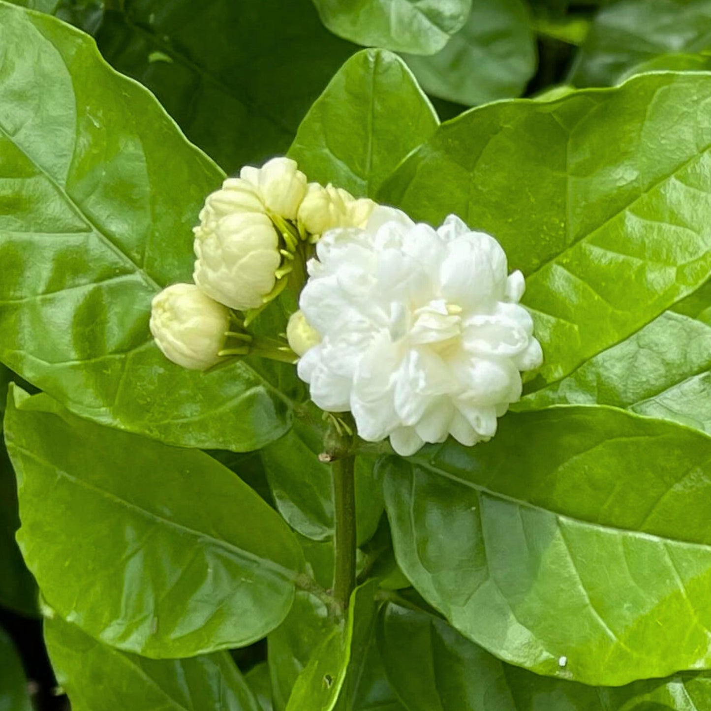Live Grand Duke Jasmine Plant, 8inch Pot, 2ft to 3ft Tall, Fragant