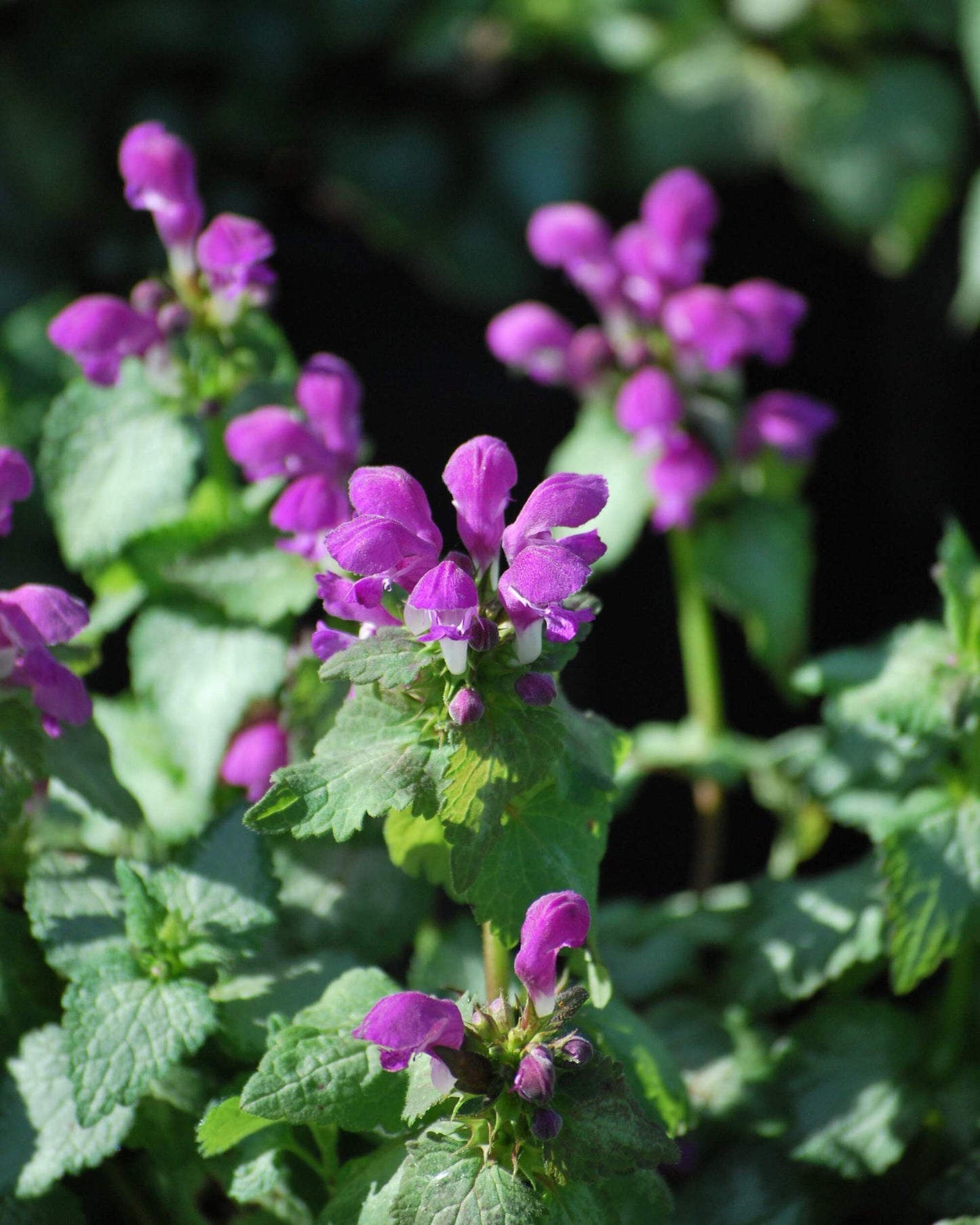 Perennial Farm Marketplace Lamium maculatum ‘Beacon Silver’ (Dead Nettle) Live Perennial, Size-#1 Container, Pink Spring Flowers with Silver Variegated Foliage
