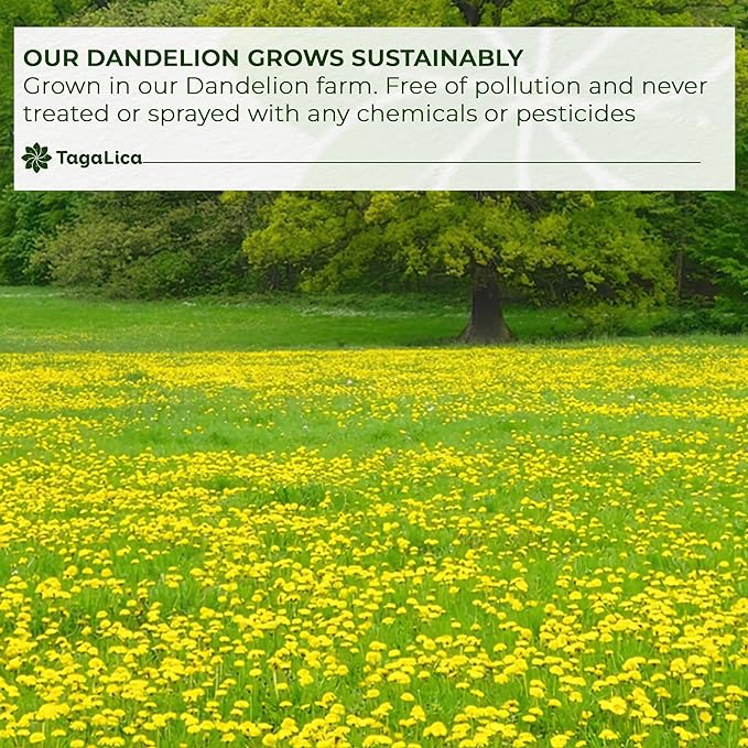 TagalicaTa Premium 55 Dandelion Root Tea Bags, 100% Natural & Pure from Dandelion Root, Eco-Conscious Tea Bags, Herbal Tea. No Sugar, No Caffeine, No Gluten, Vegan.