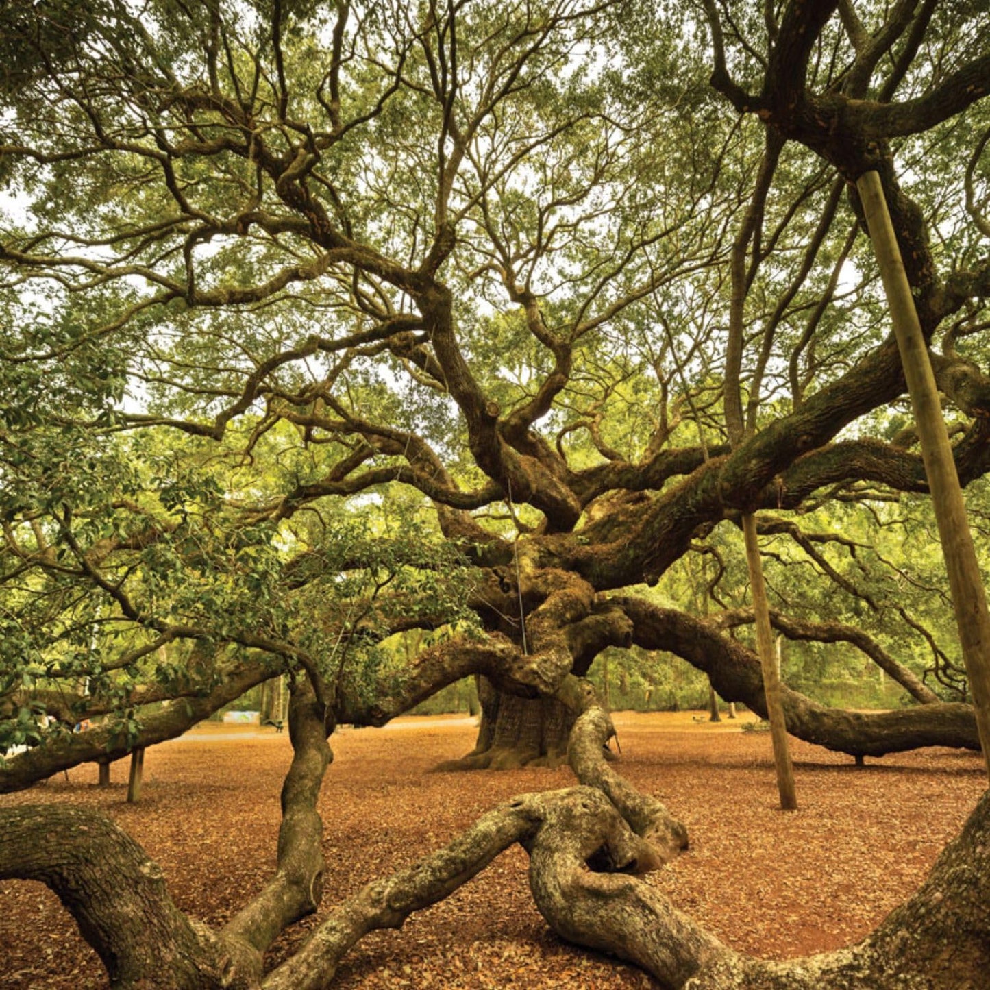 Southern Live Oak, Shade Tree, 7 gal. Nursery Pot (Due to Agricultural Laws, we Cannot Ship to CA, AZ, AK, or HI)