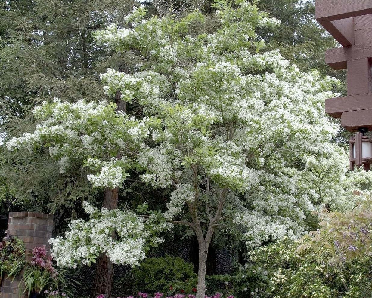 Live Plant - White Fringe Tree/Shrub - 6-12" Tall Live Plant, Qt Pot - Chionanthus virginicus