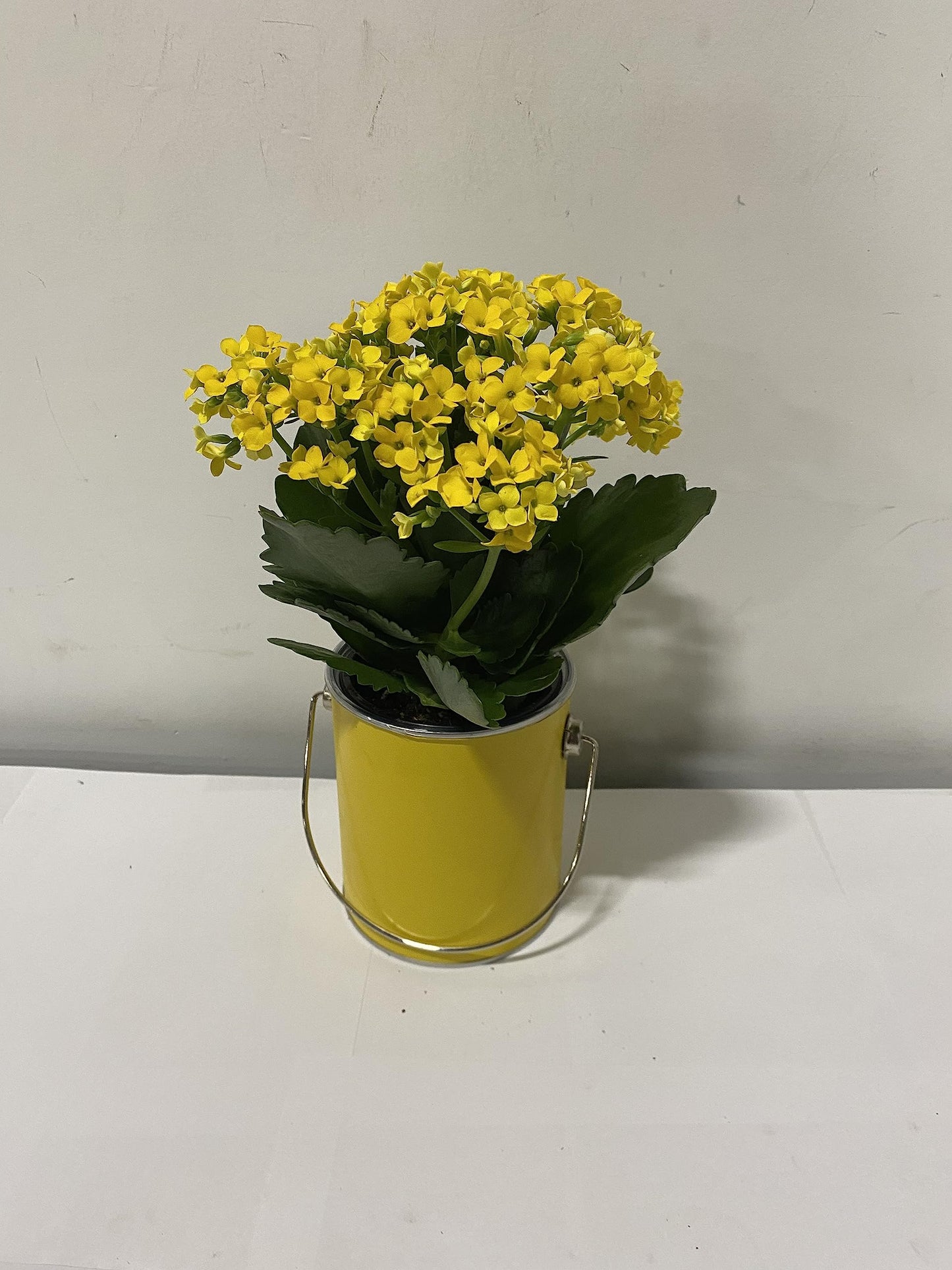 Live 4" Yellow Kalanchoe in 4" Yellow Paint Can Gift Container