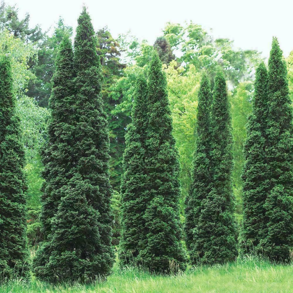 Live Plant - 10 Thuja Green Giant Arborvitae Trees/Shrubs, 6-12" Tall Live Plants, 2.5" Pots