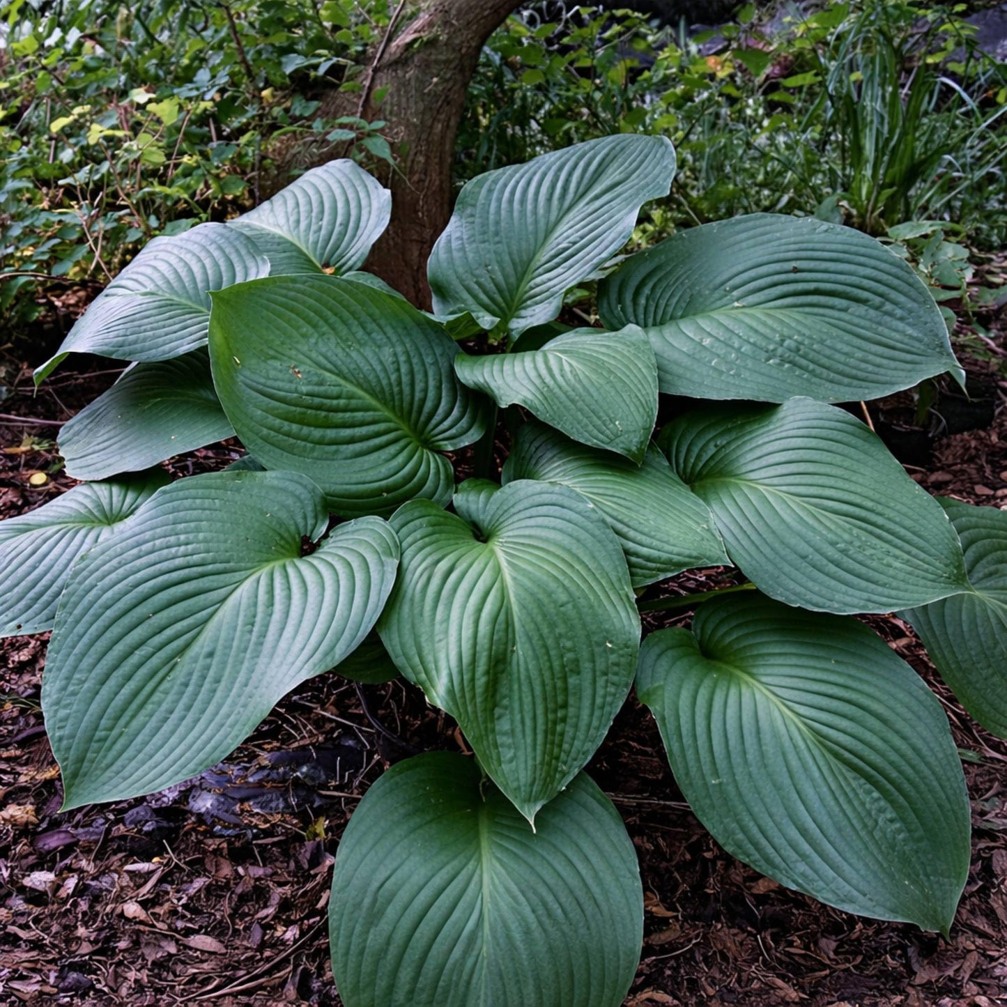 Easy to Grow Hosta T-Rex 3 Trimmed Bareroot Plants - Large Blue-Green Foliage for Shade, Summer Flowers Attract Hummingbirds, Giant Hosta Type