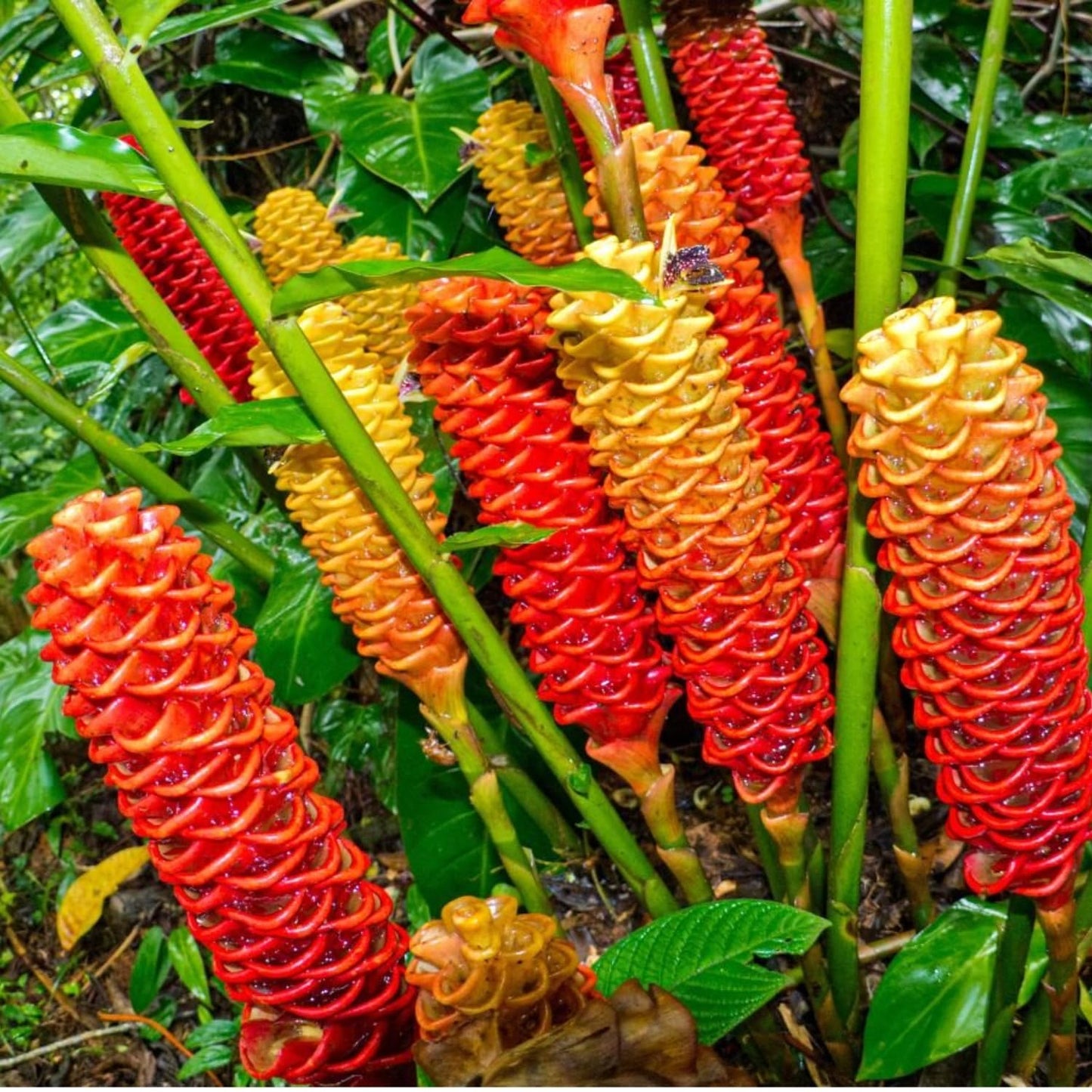 10 Awapuhi Shampoo Ginger Roots, Zingiber Zerumbet Red Pinecone Ginger Rhizomes