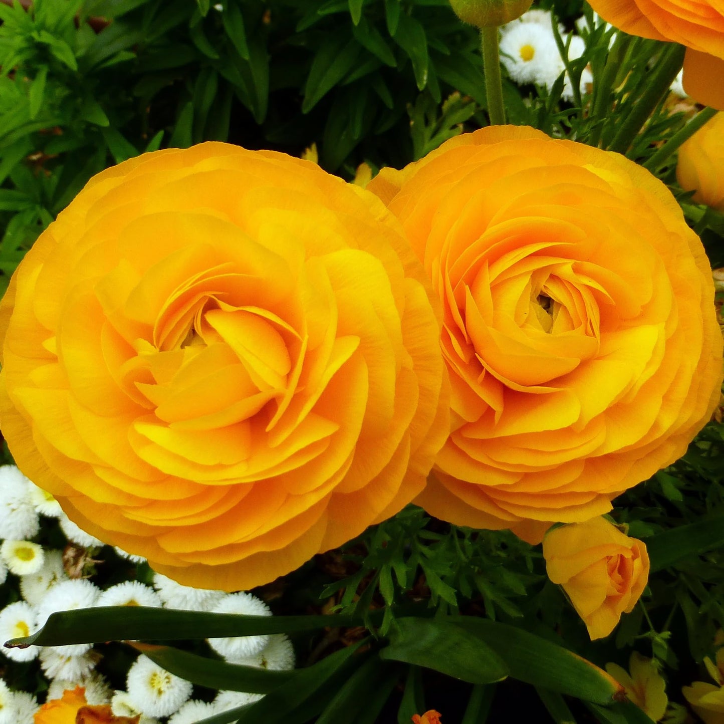 Ranunculus 'Gold' Bulbs (10 Bulbs) - Deep Yellow Ranunculus Bulb Corms - Large Bulbs, 8+ cm