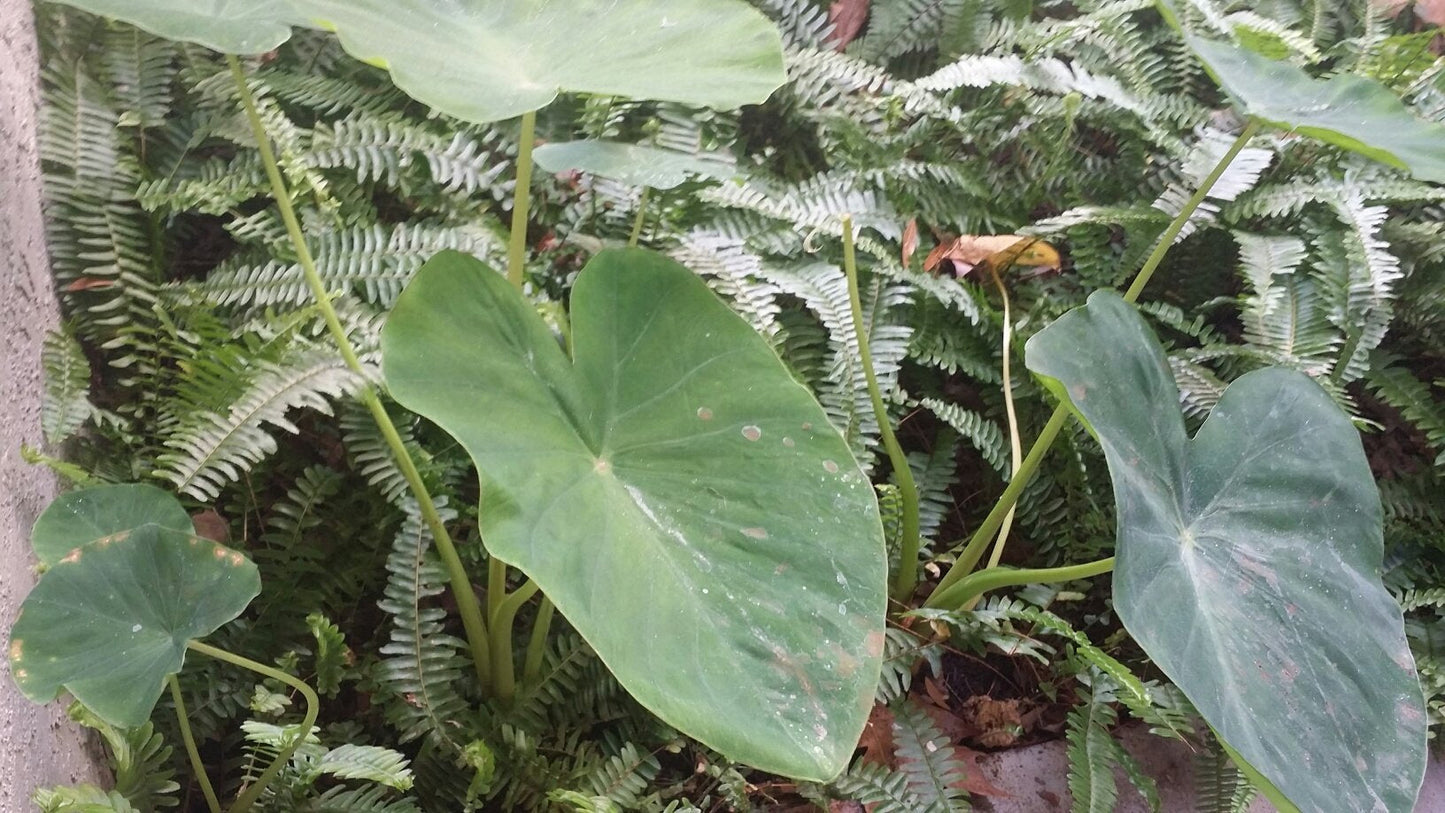 60 Live Elephant Ear Colocasia Esculenta Taro Bulbs