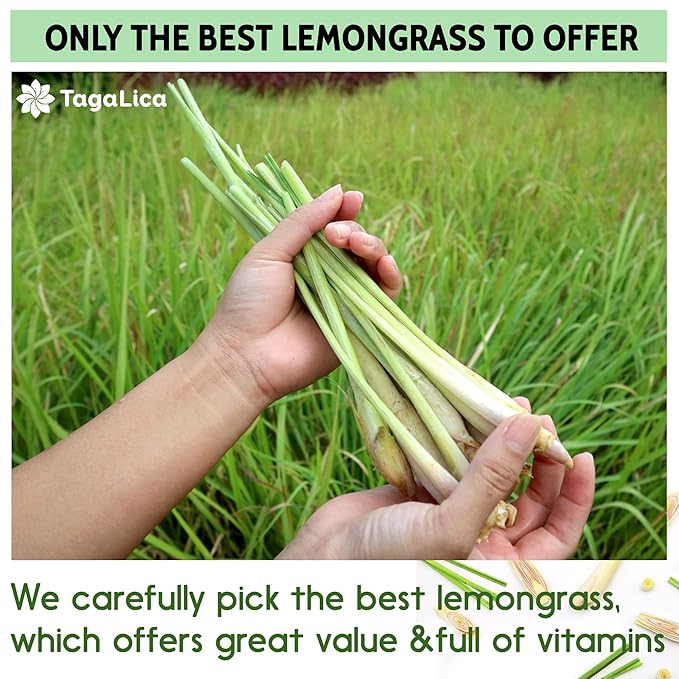 Tagalica, Premium 30 Lemongrass Tea Bags, 100% Natural & Pure Lemongrass leaves, Eco-Conscious Tea Bags, Lemongrass Herbal Tea. Lemongrass Leaf Tea. No Sugar, No Caffeine, No Gluten, Vegan.