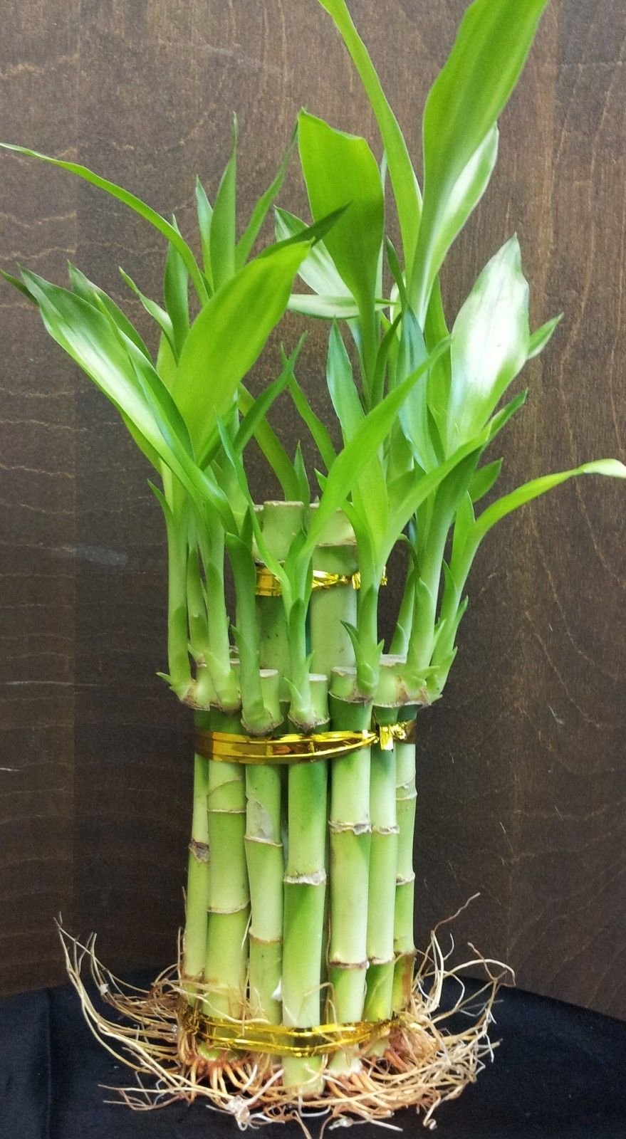 2 Tier Lucky Bamboo - 6" & 4" Lucky Bamboos in 2 Tiers - Feng Shui-jmbamboo