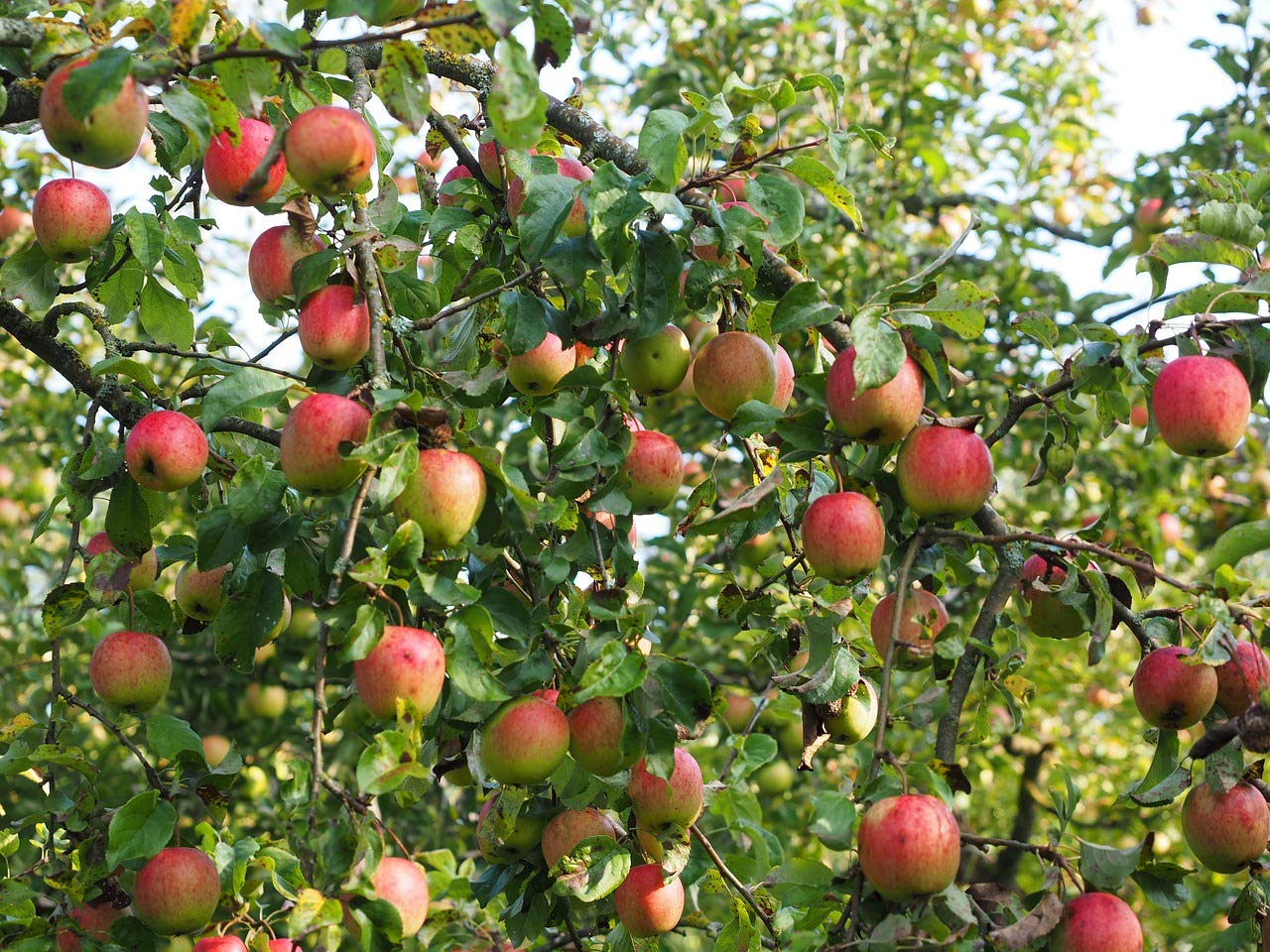 Gala Apple Tree - Grow Fresh Fruit - Live Plant Shipped 3 Feet Tall by DAS Farms
