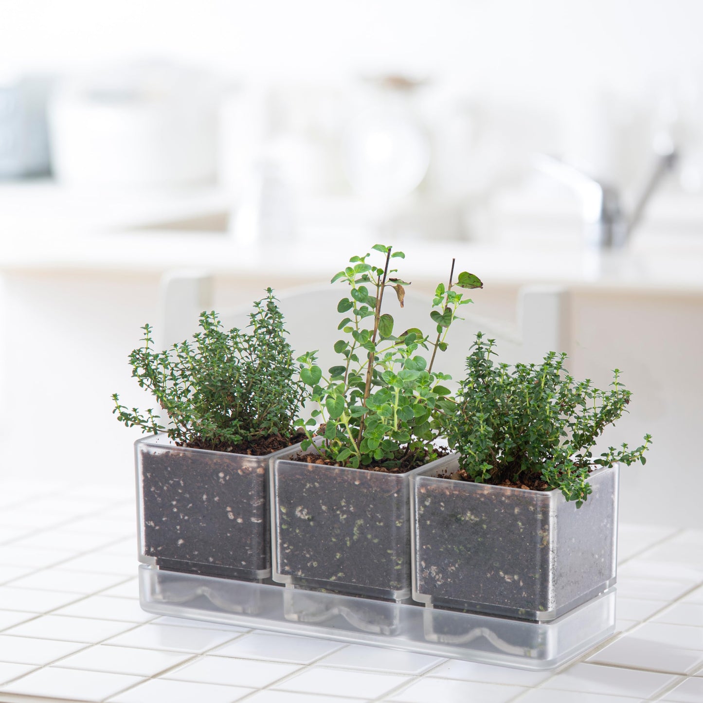 D'vine Dev Herb Garden Planter Set, Acrylic Plant Pots with Drainage and Saucer, Indoor Succulent Cactus Vegetable Pot for Windowsill, Garden Balcony, Clear, Set of 2, 76-V-D-2