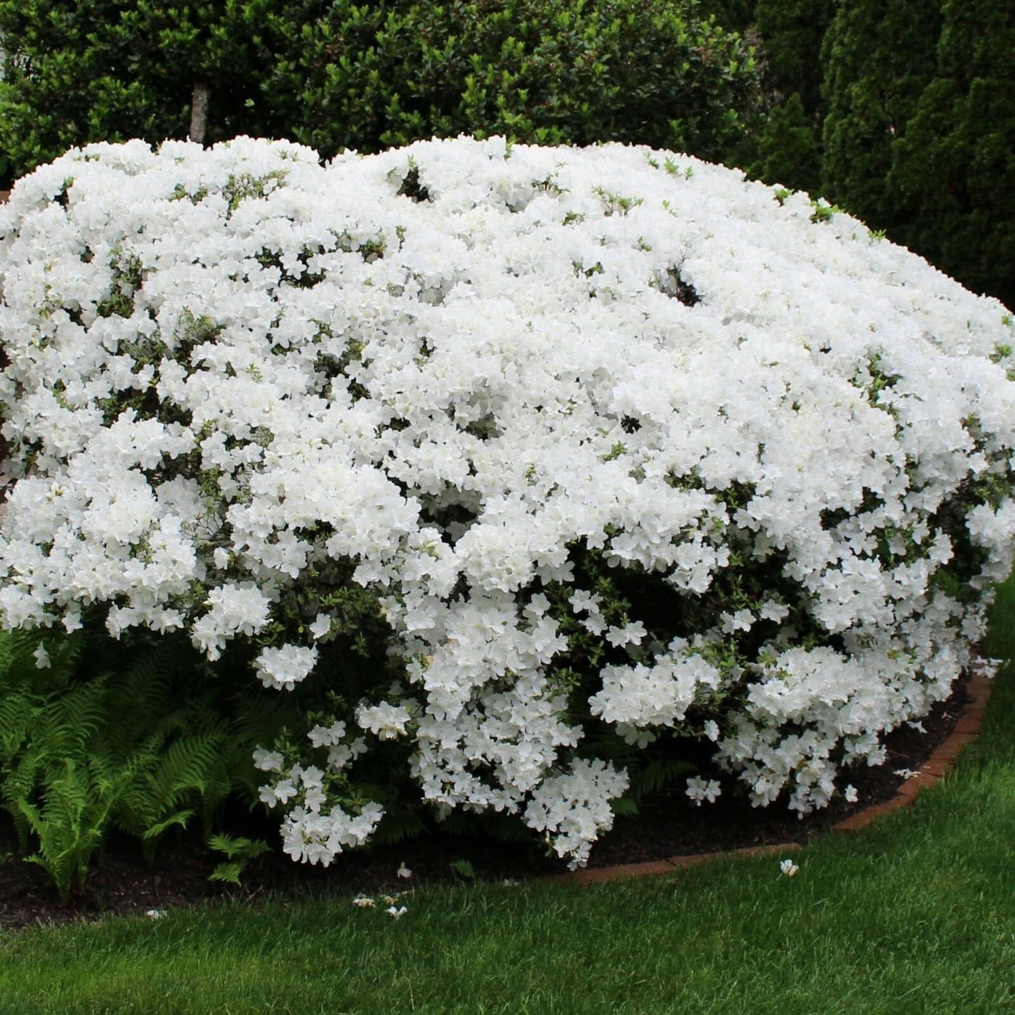 Live Plant - Delaware Valley White Azalea Rhododendron Deciduous Starter Plant