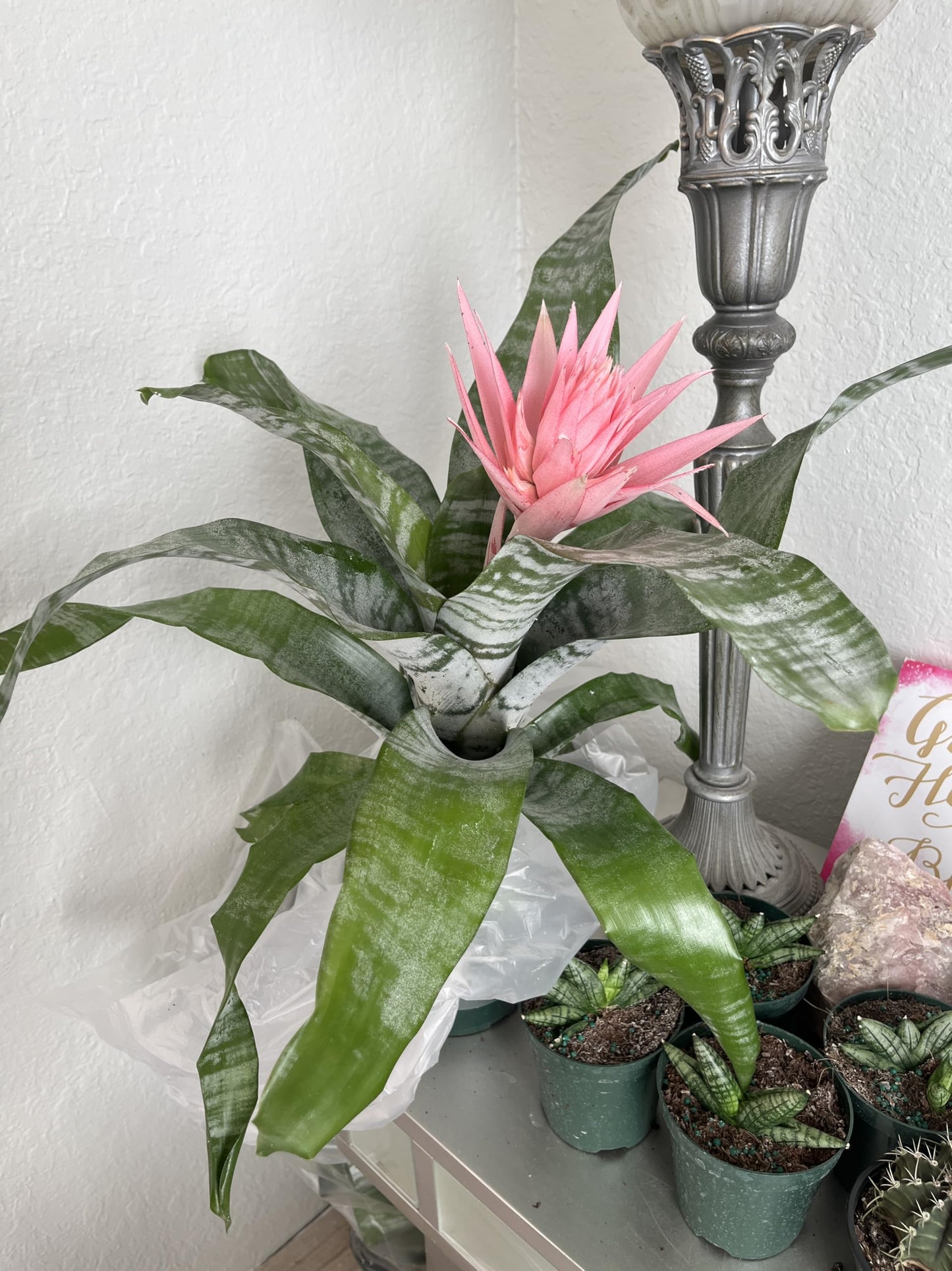 Aechmea fasciata (Silver Vase Plant/Urn Plant) Bromeliad Pink in Bloom. 6 in Pot