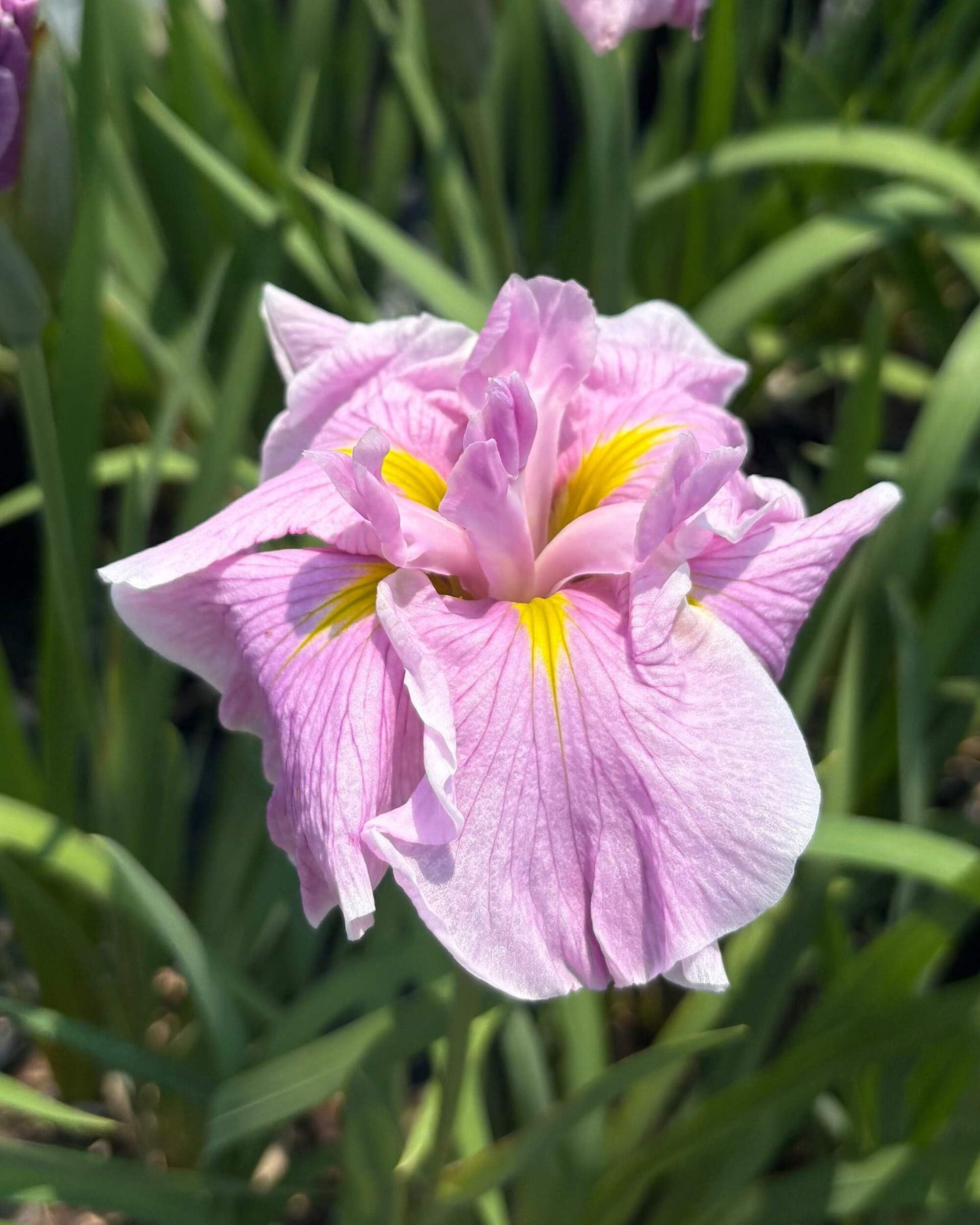 Perennial Farm Iris Ensata 'Pinkerton' – Live Japanese Iris in #1 Container, Soft Pink Blooms with Yellow Accents, Tall Elegant Stems, Moisture-Loving, Ideal for Water Gardens & Borders