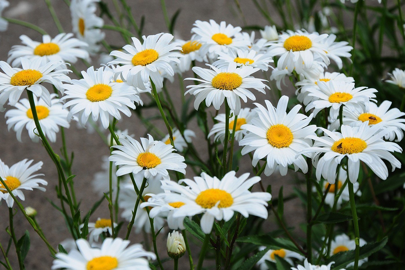 Shasta Daisy - Becky (Leucanthemum x superbum 'Becky')