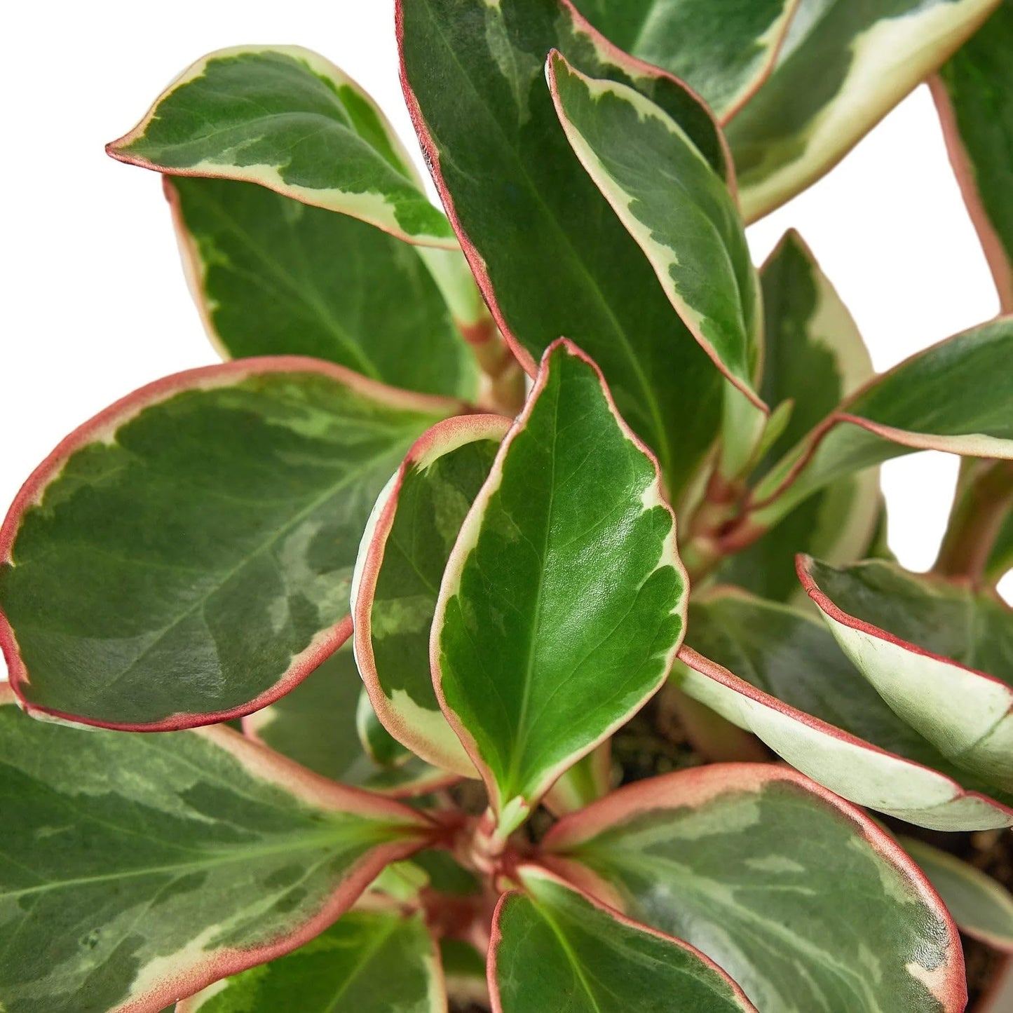 Peperomia 'Ginny' | Live Plant for Indoor & Outdoor | for Living Room, Office, Bathroom | (6" Pot)