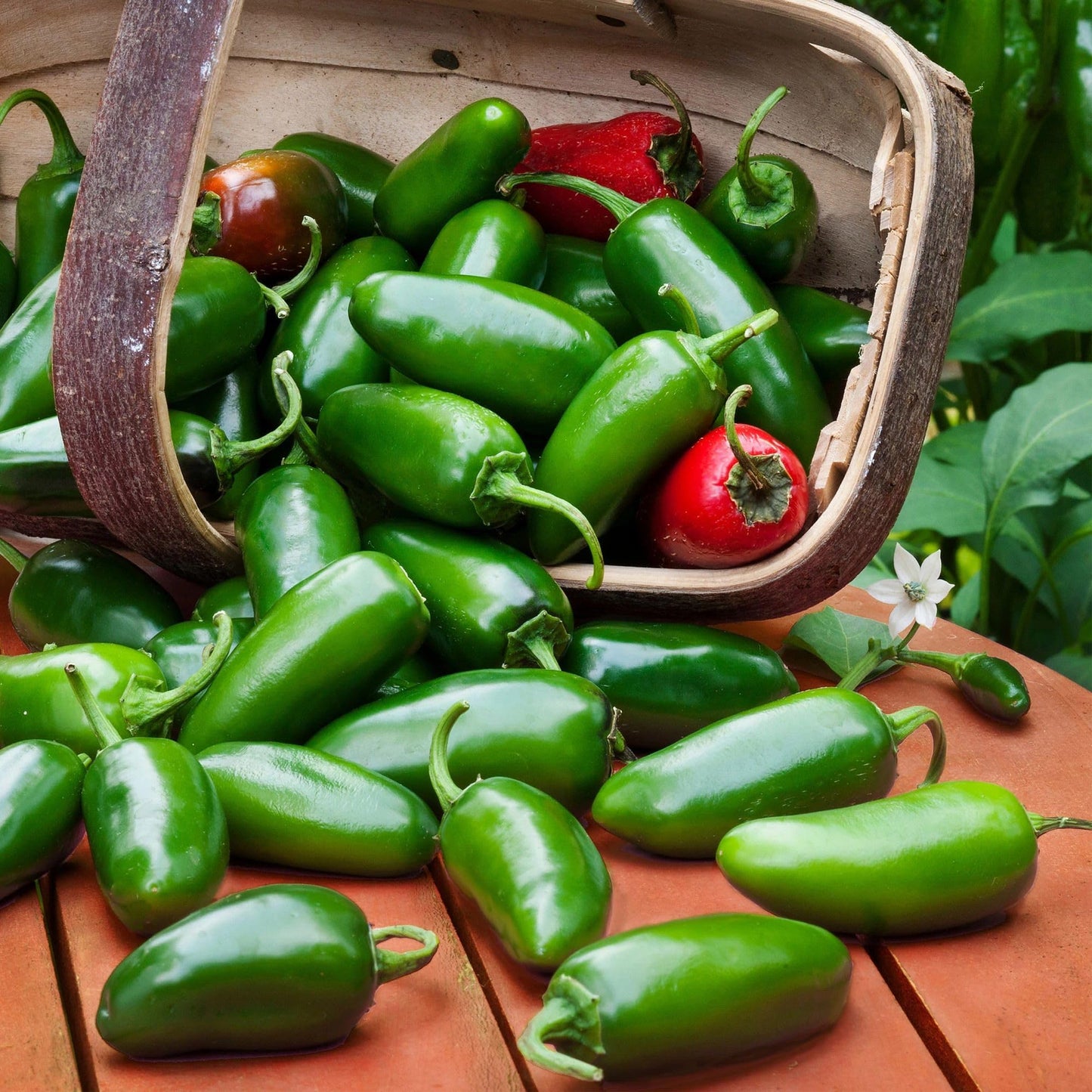 Bonnie Plants Jalapeno Pepper Plug, Live Plant, A Popular Chile Pepper, Full Sun, 3 Cubic in., 6 Pack