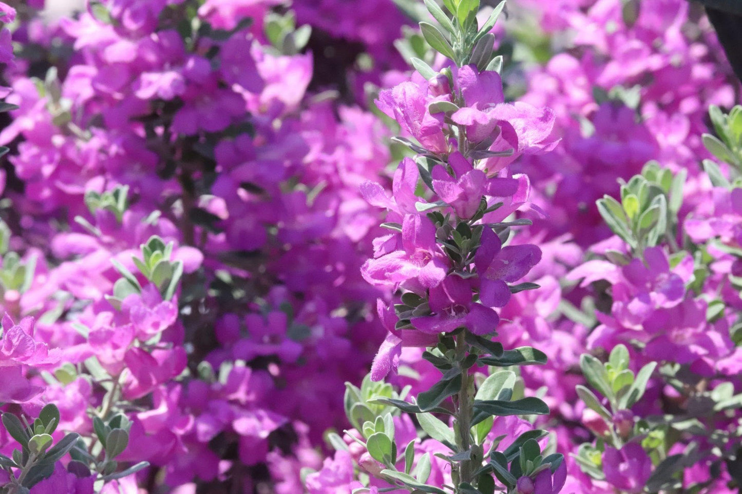 RedCrocus - RedCrocus Texas Sage - Drought-Tolerant Evergreen Bush, Fragrant Purple Blooms, Attracts Pollinators, Perfect for Desert Landscapes & Borders 10" Pot