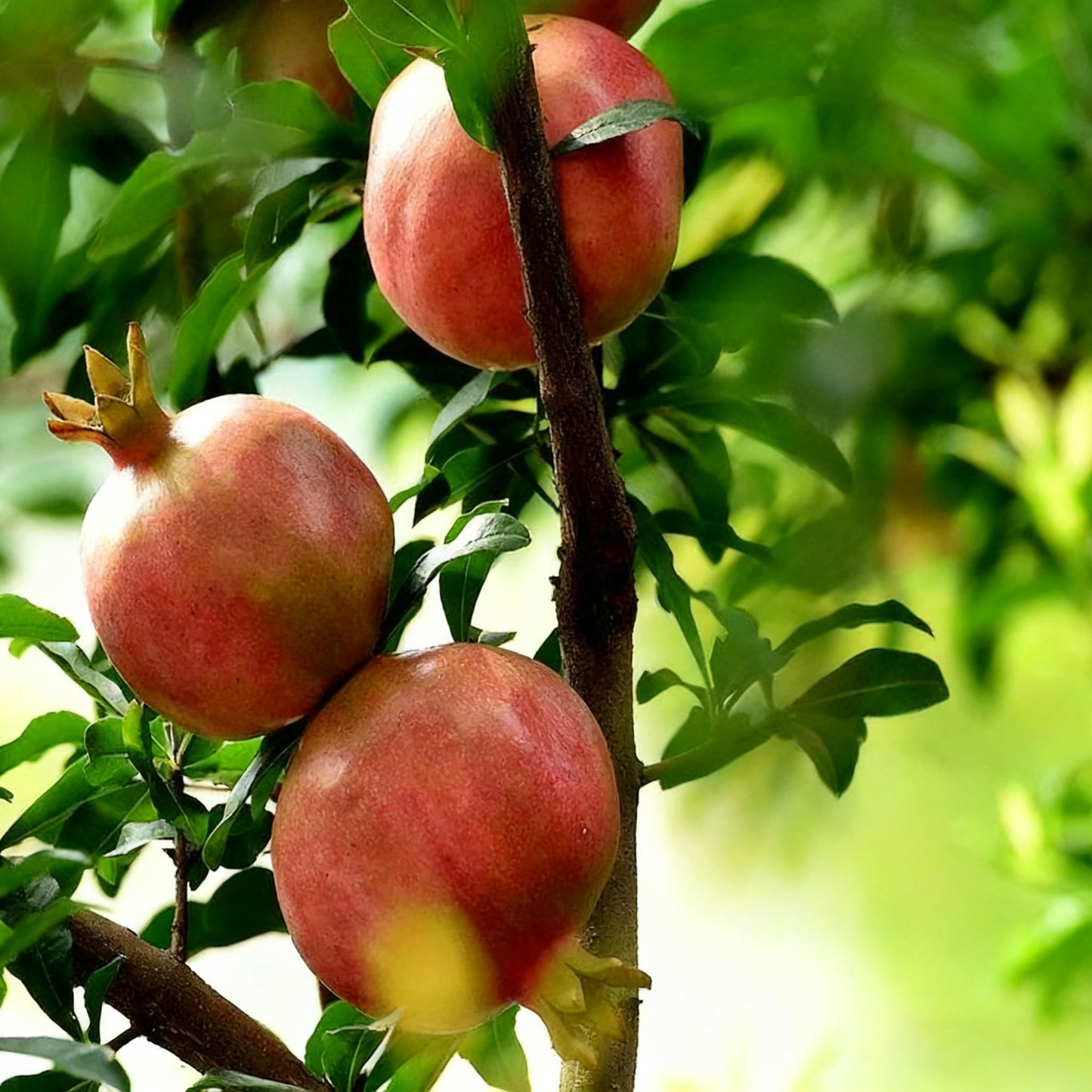 30 Pomegranate Seeds for Planting, Sweet Fresh Punica Fruit Seed, Non-GMO Heirloom Pomegranate Seed for Home Garden