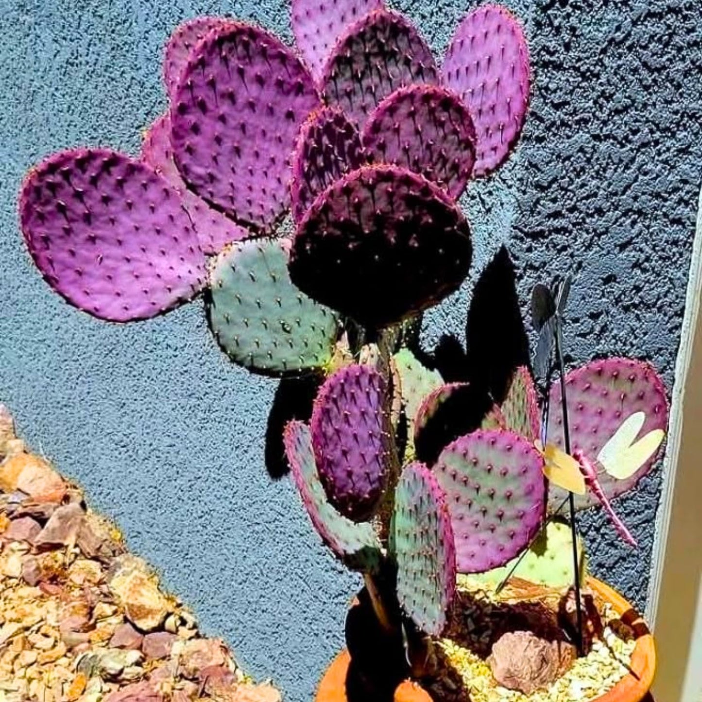 Purple Prickly Pear Cactus Live Plant, Rare Cactus Plants 6-8 Inches, Hardy, Low-Maintenance Plant for Indoors and Outdoors