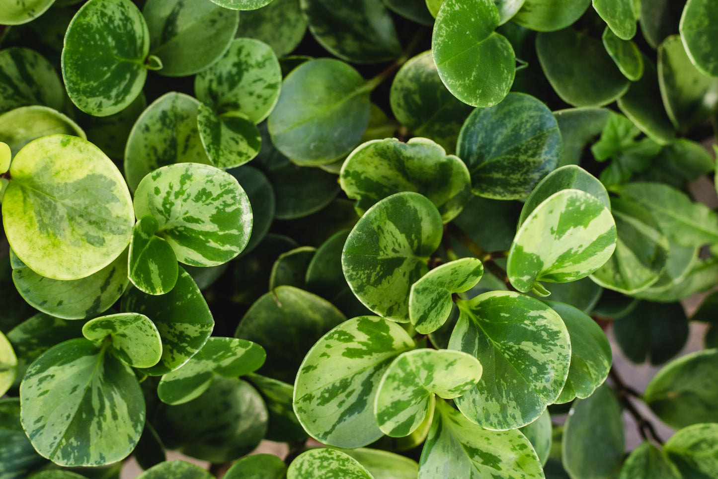 Marble Peperomia, Live Plant in 3" Grower Pot, Easy Care, Houseplant, Peperomia