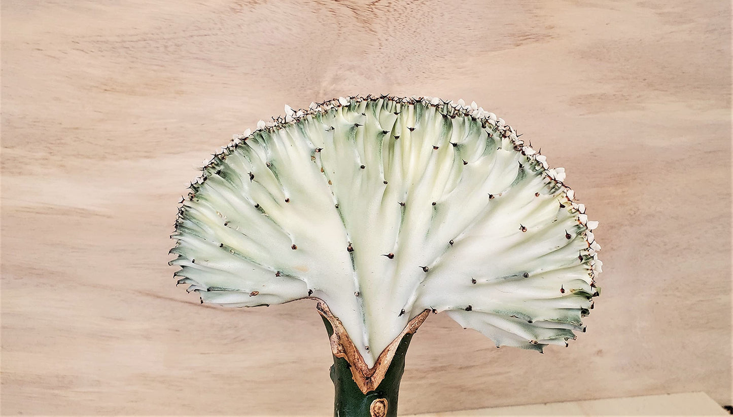 Euphorbia Lactea Cristata aka Coral Cactus in White Live Rare House Plants (All Plants are Fully Rooted Plants!) in 4" Pot by 3exoticgreen