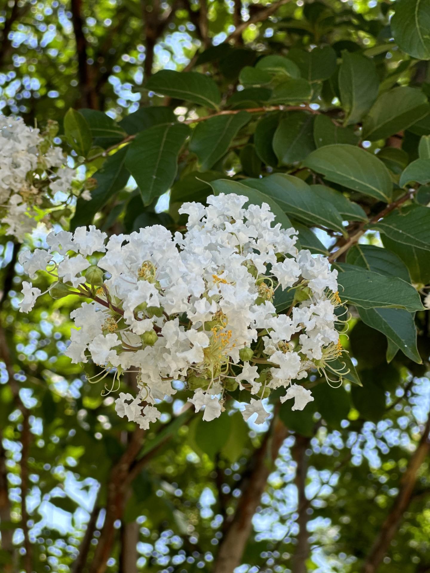 Natchez Crape Myrtle Tree Quart Containers, 6-12 Inches Tall | Fast-Growing, White Flowering Live Plant for Outdoor Landscape, Garden & Patio (6 Pack)