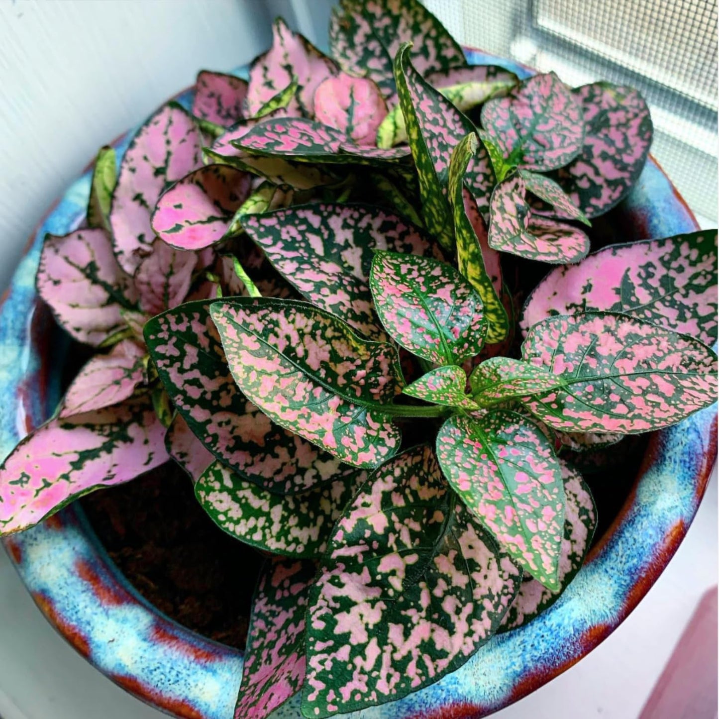 Rose Polka Dot Plant Live, Variegated Hypoestes Rare Indoor Houseplant, 2.5'' Pot
