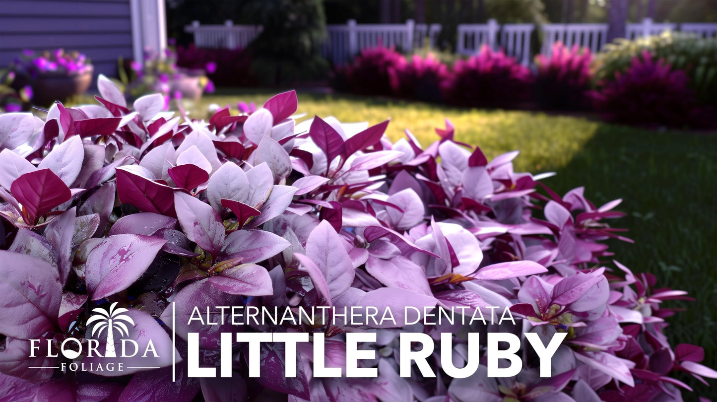 Alternanthera Little Ruby | 10 Live Plants | Alternanthera Dentata | Vibrant Foliage | Low Maintenance | Garden & Patio Decor | Fast Growing Groundcover | Outdoor Landscaping Shrub