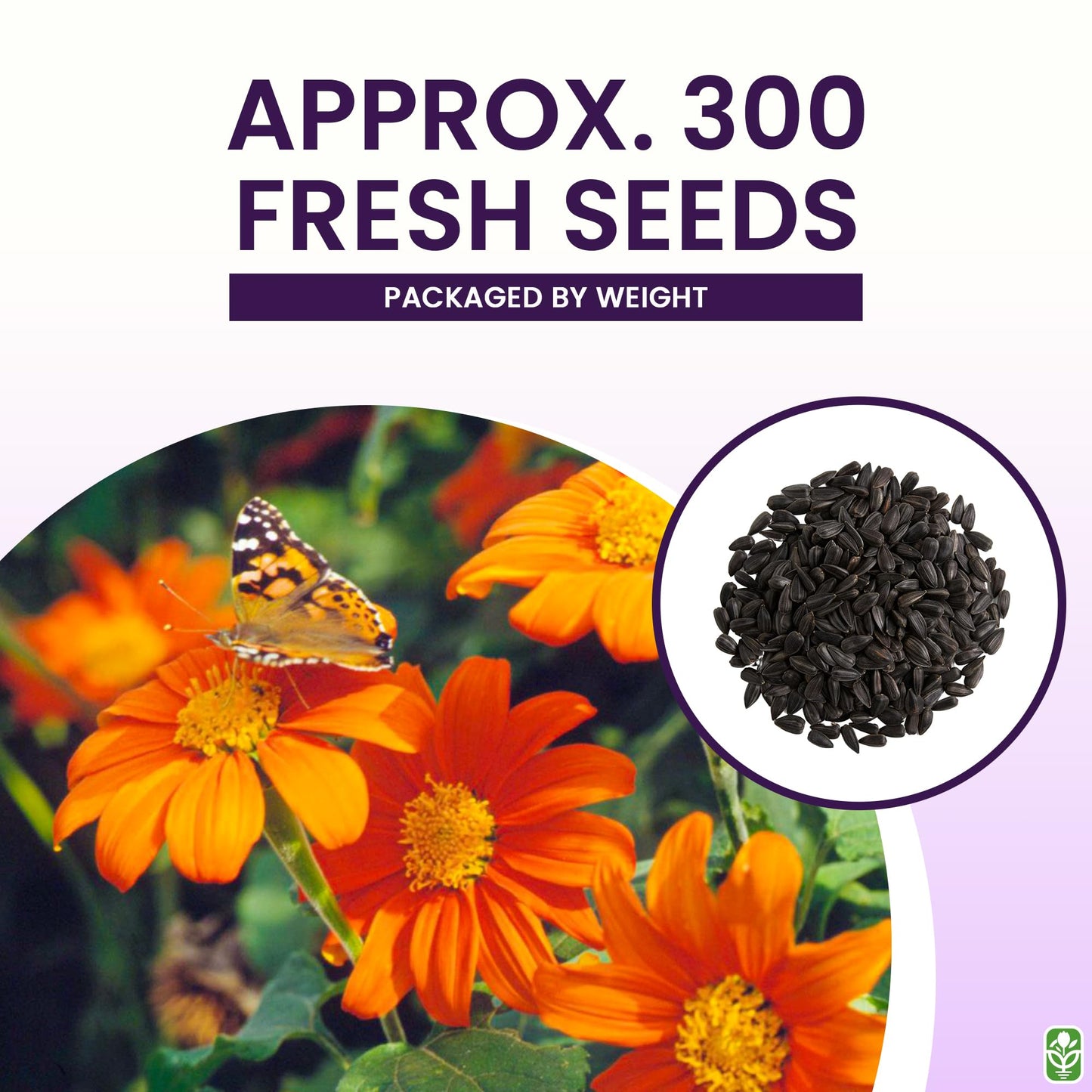 Mexican Sunflower Seeds - Attracts Bees and Butterflies