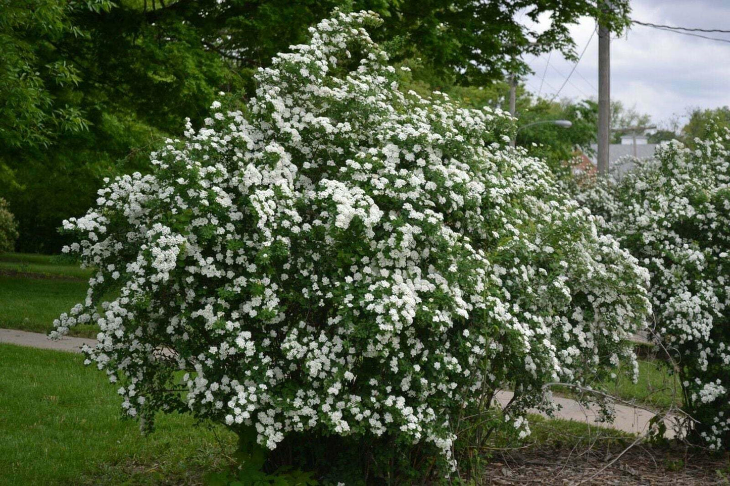Live Plant - 2 Snowmound Spirea Mounded Shrubs - Live Plants - 6-12" Tall - Quart Pots