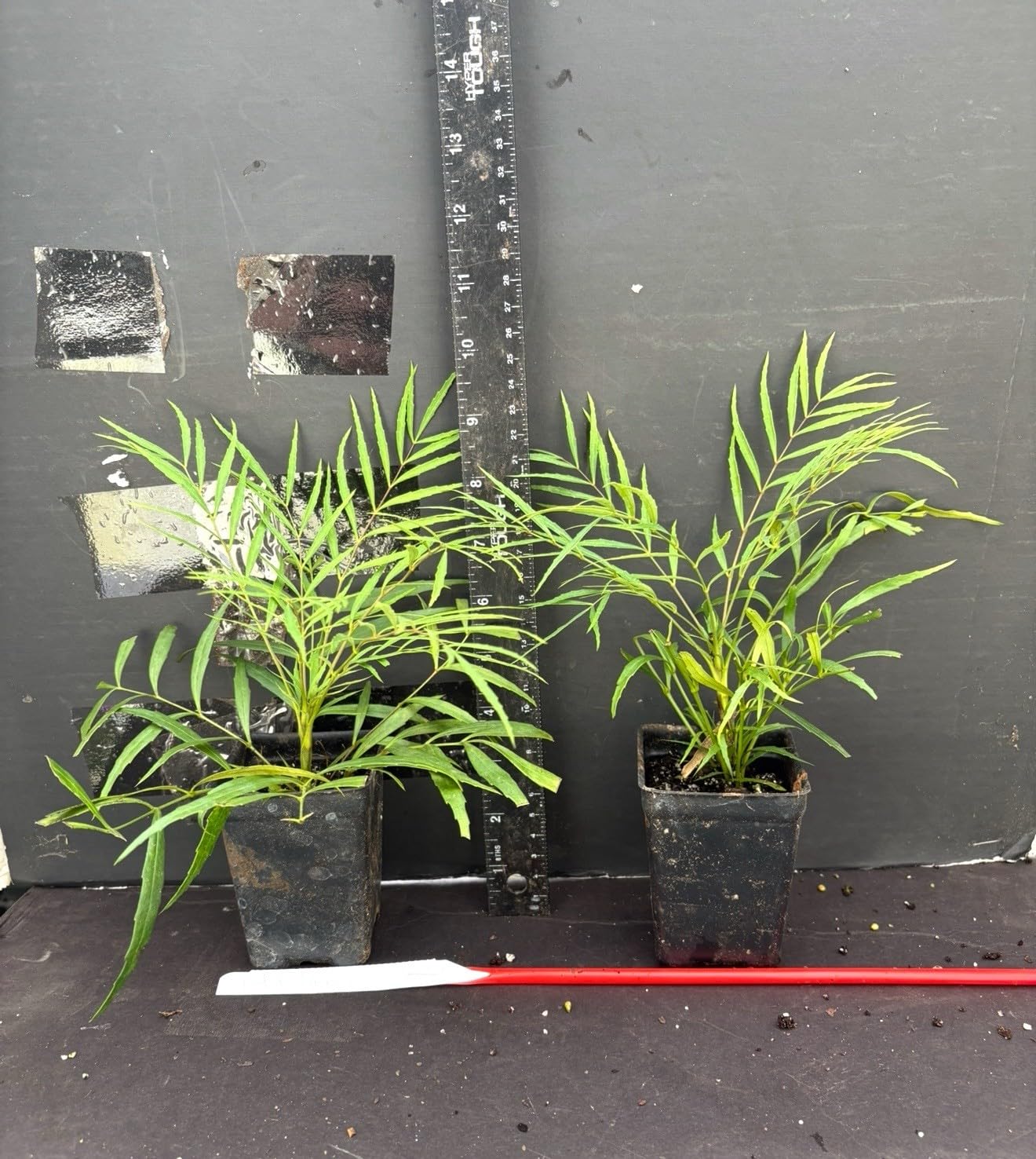 Live Plant - Soft Caress Mahoniamahonia Eurybracteata Ganpinensissmall Rooted Starter Plant