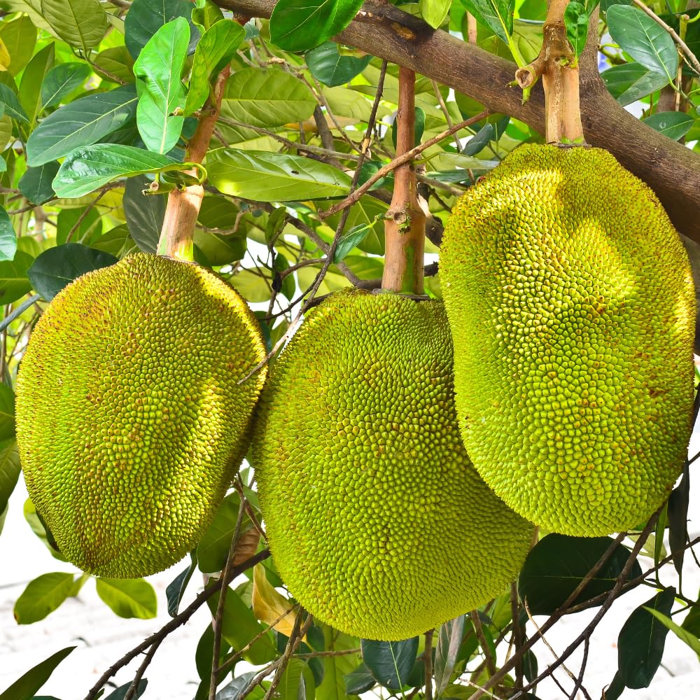 Jackfruit Live Plants, Jack Fruit Tropical Fruit Tree, Tropical Fruit Plant, 8-10 Inches in Height, 4 Inch Pot for Outdoor Planting