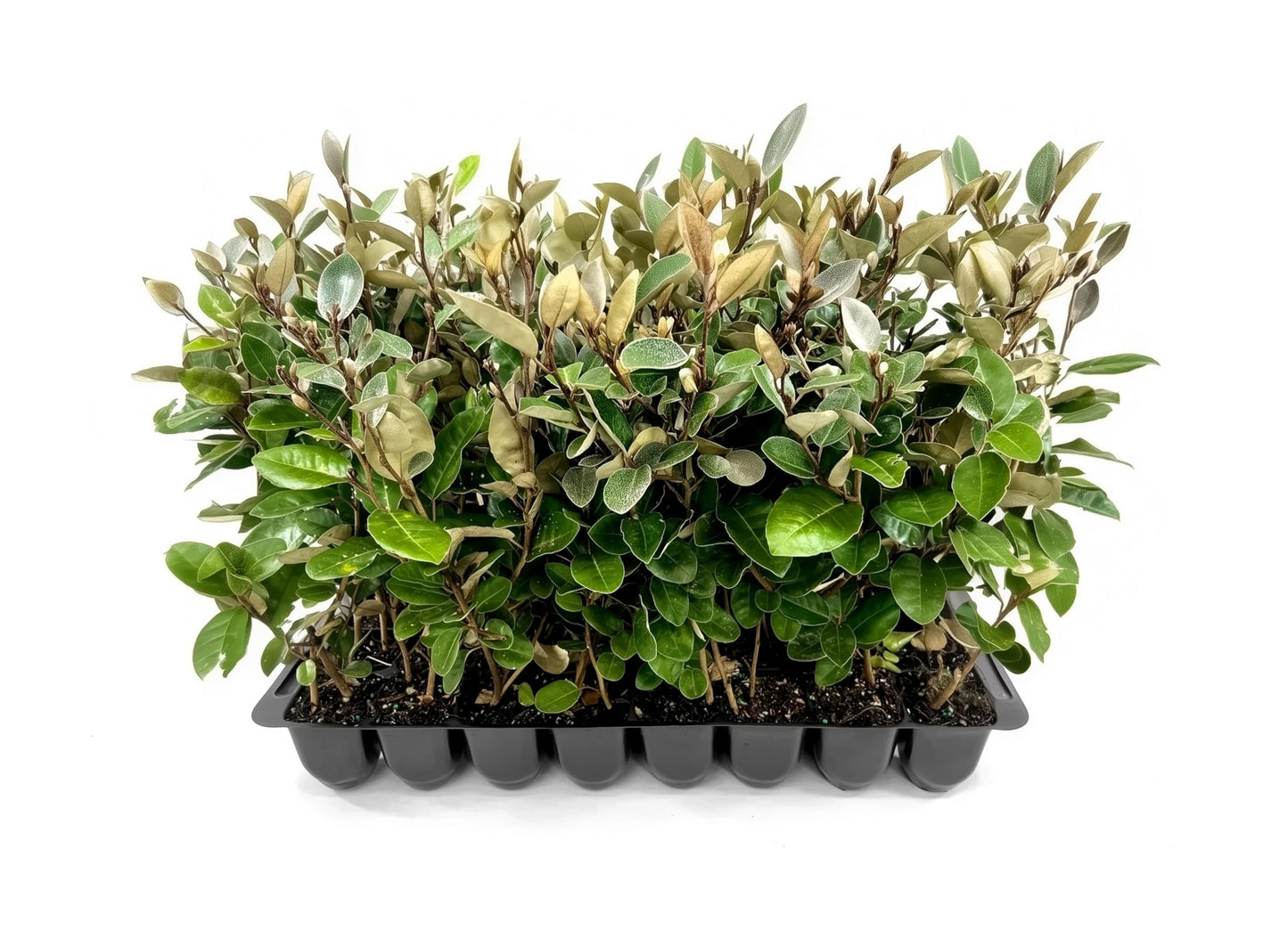 Elaeagnus Pungens I 3 Live Plants I Thorny Olive I Hardy Evergreen Shrub with Fragrant Blooms, Perfect for Hedges, Screening & Ornamental Garden Display