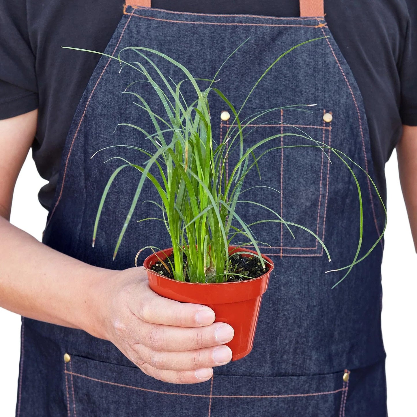 Palm Ponytail in 3in Pot - Live Plants Tropical Houseplants | Variegated | USA Growers | The Snobby Leaf