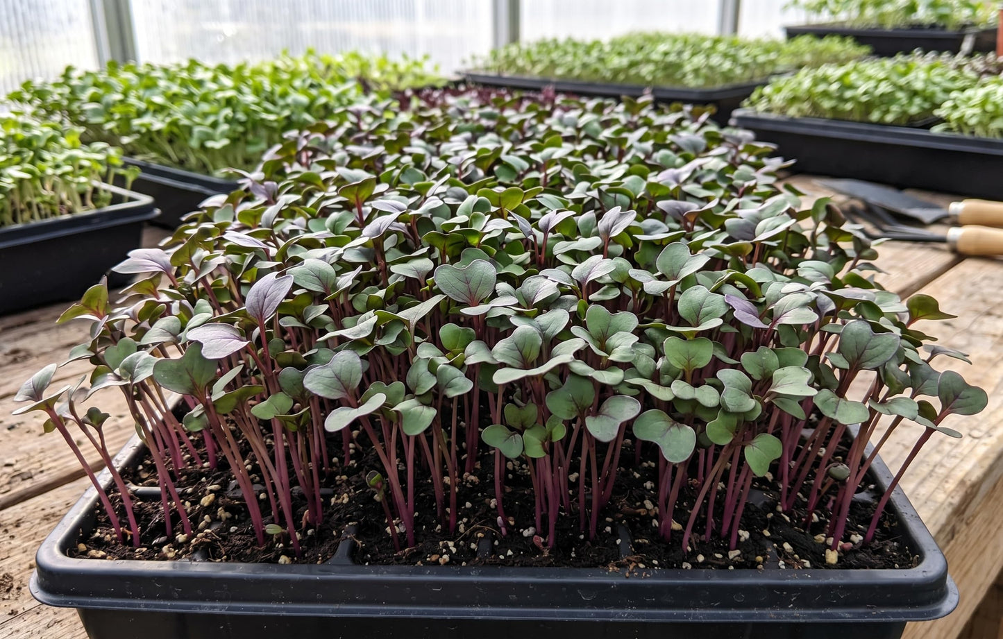 Microgreen Seeds for Planting, Choose Your Variant and Quantity (Red Acre Cabbage, 1000 Seeds)