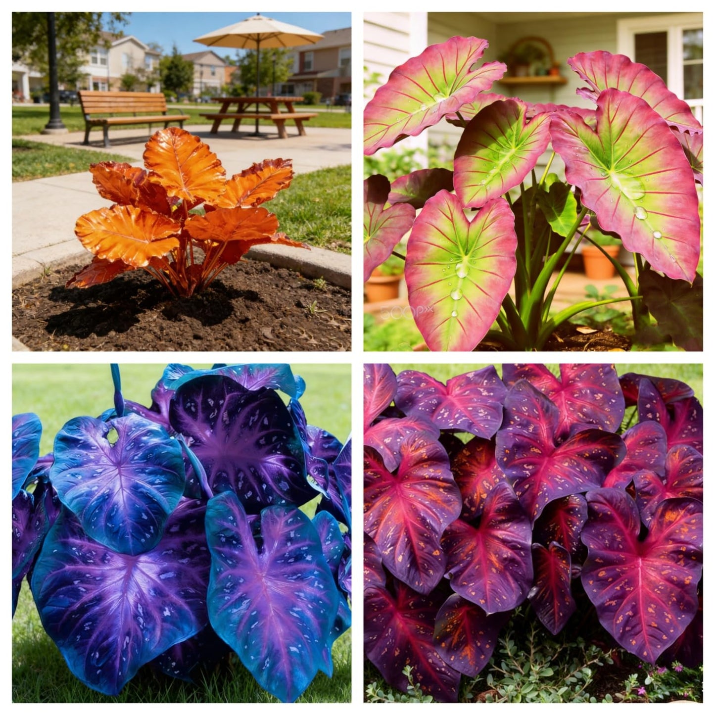 mkiytfdn Elephant Ear,Giant Tropical Foliage for Year After Year Garden Growth-6BULBS-B